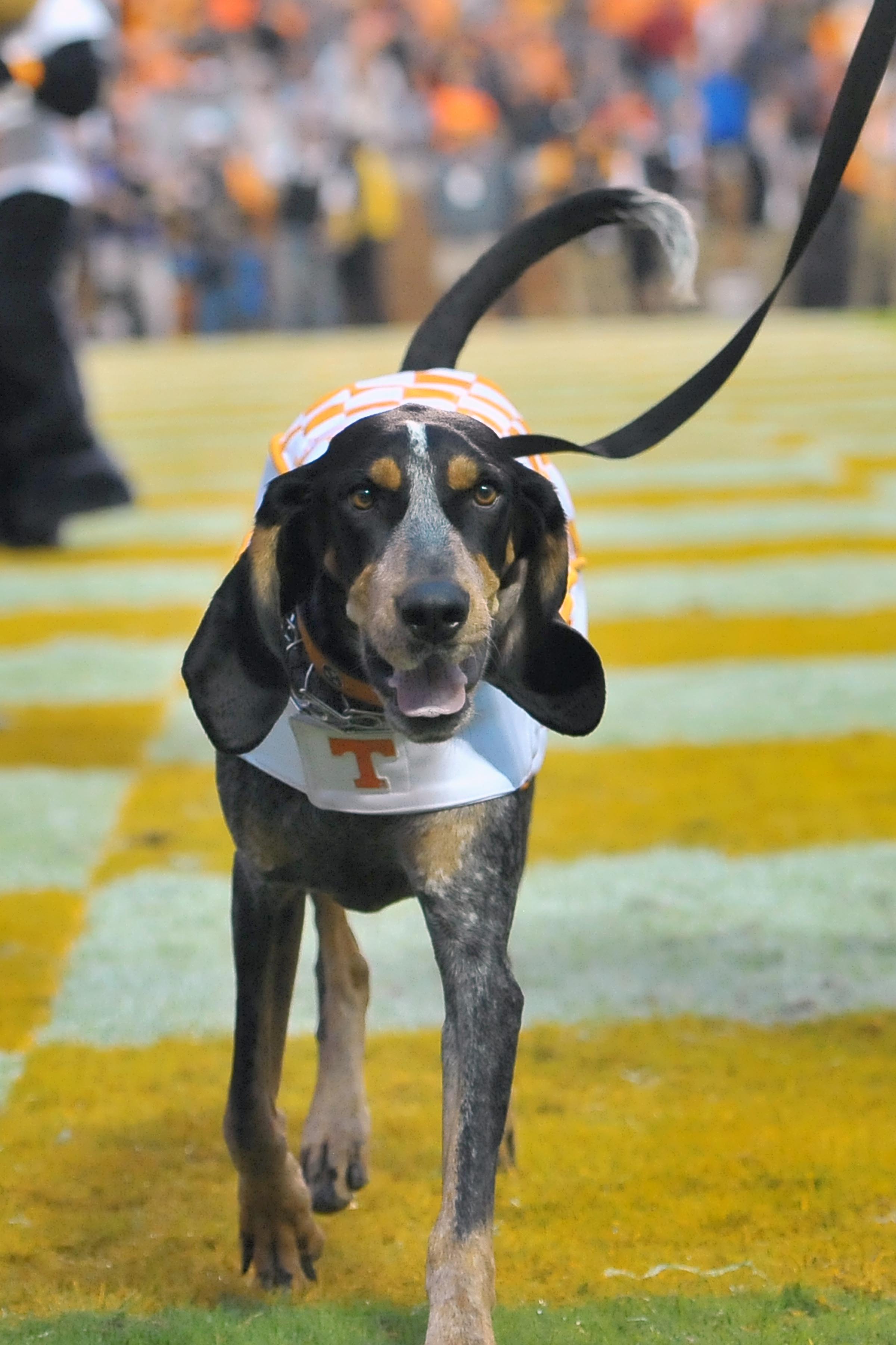 Smokey is the best SEC live mascot in the east and I want him to be friends with Reveille. 