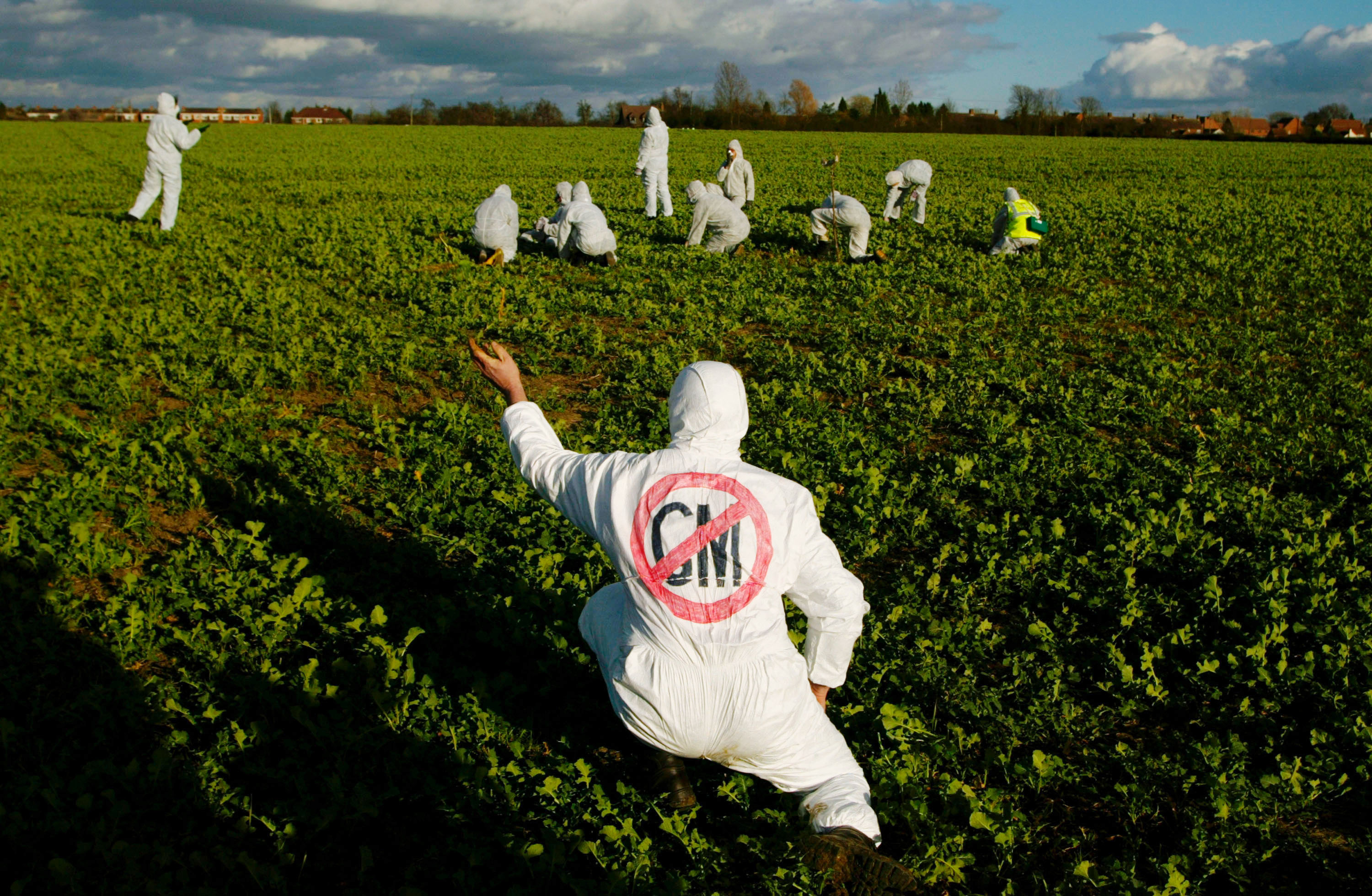 Anti-GM Crop Protest in Long Marsden, England