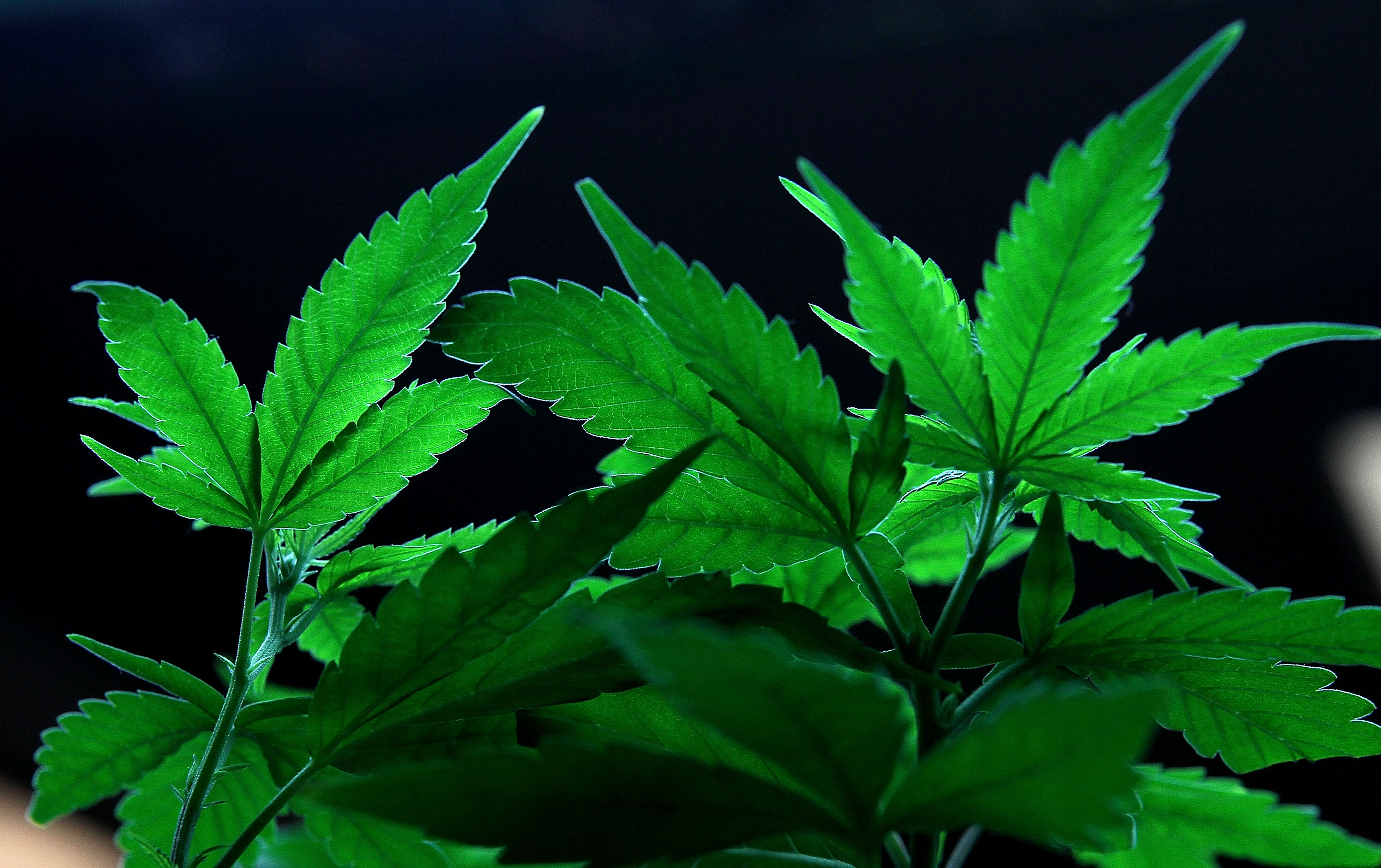Marijuana plants.