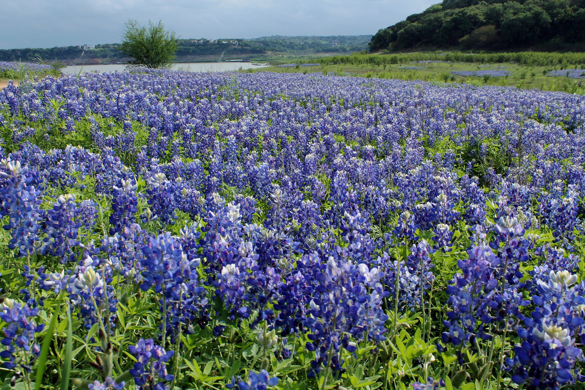 Central Texas bluebonnets