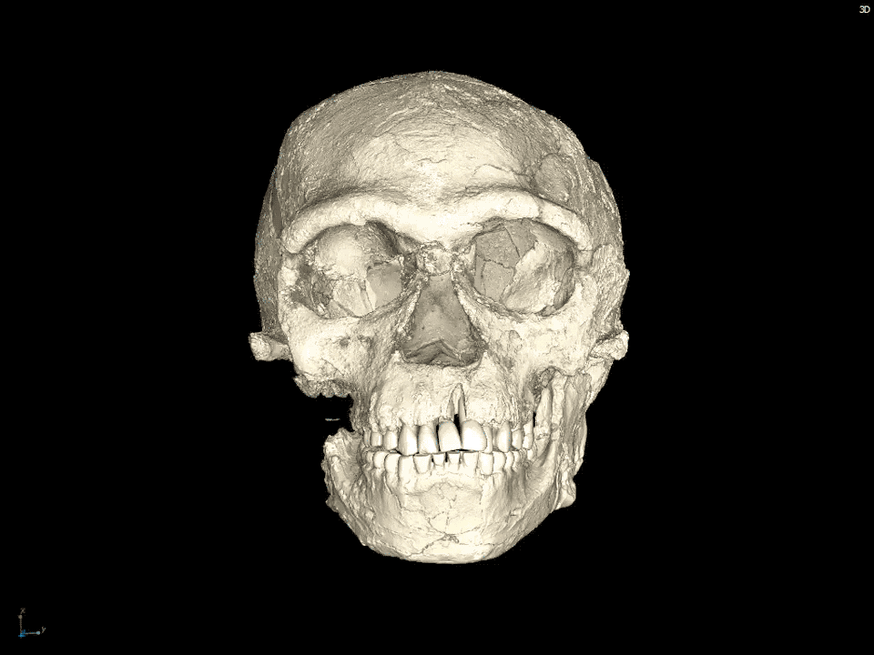 This virtual reconstruction is a composite of CT scans taken of multiple fossils discovered at Jebel Irhoud, Morocco. The features are human-like, but the shape of the brain case is more primitive.