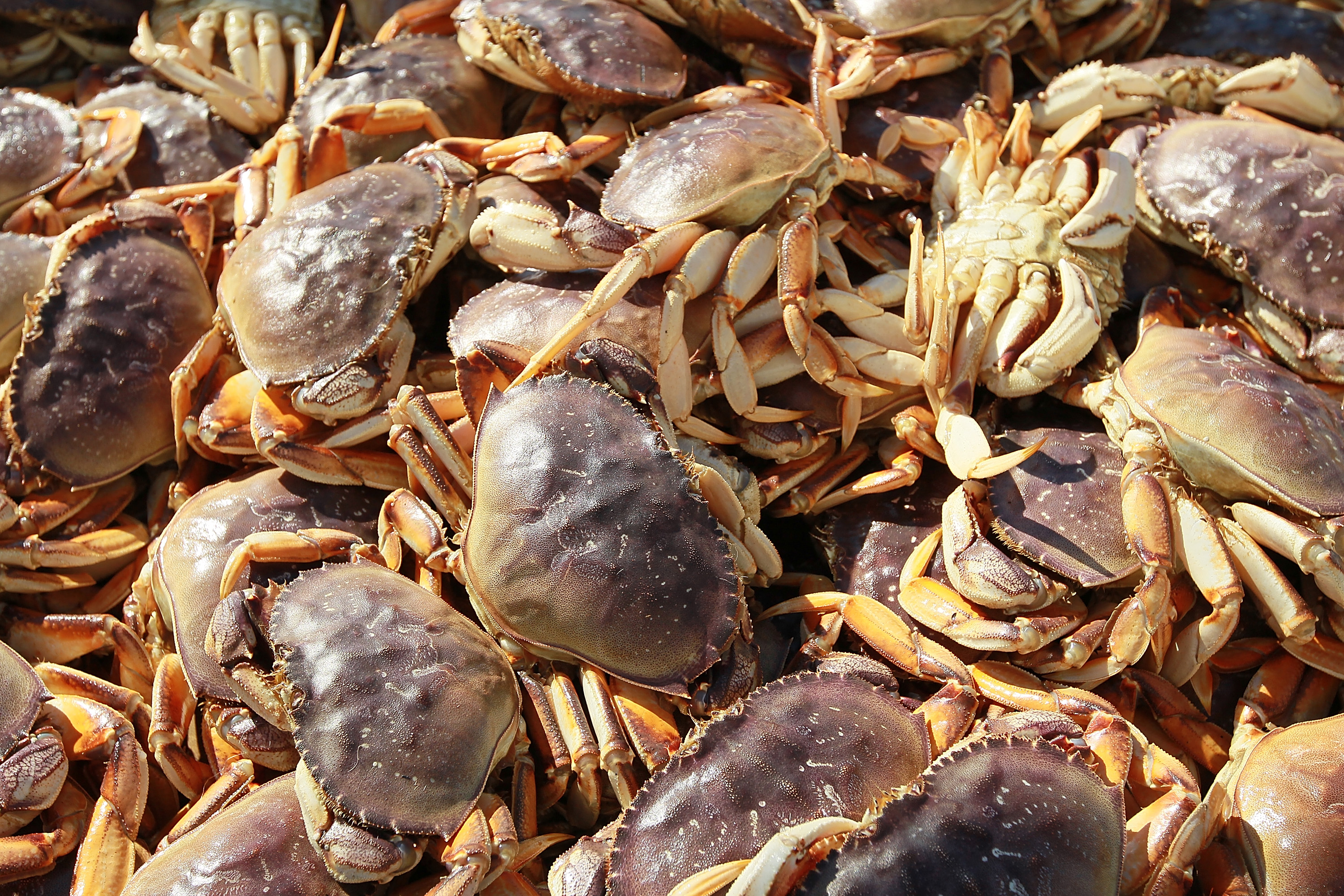 California's Dungeness Crab Seasons Starts