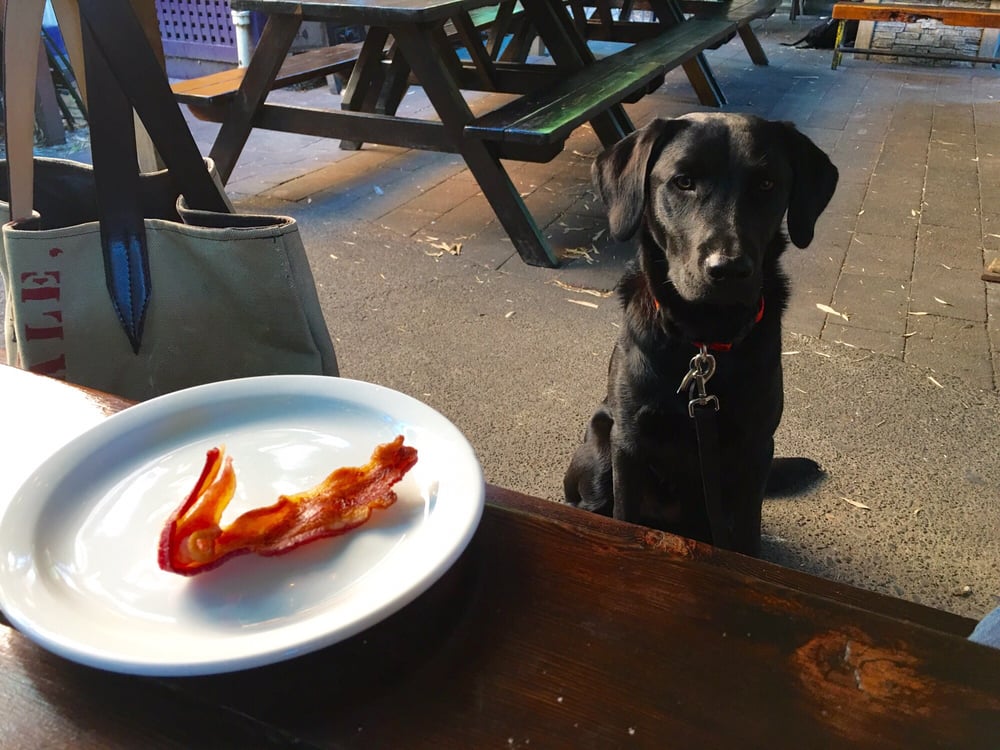 A black lab sits on the patio next to a piece of bacon at the Rambler