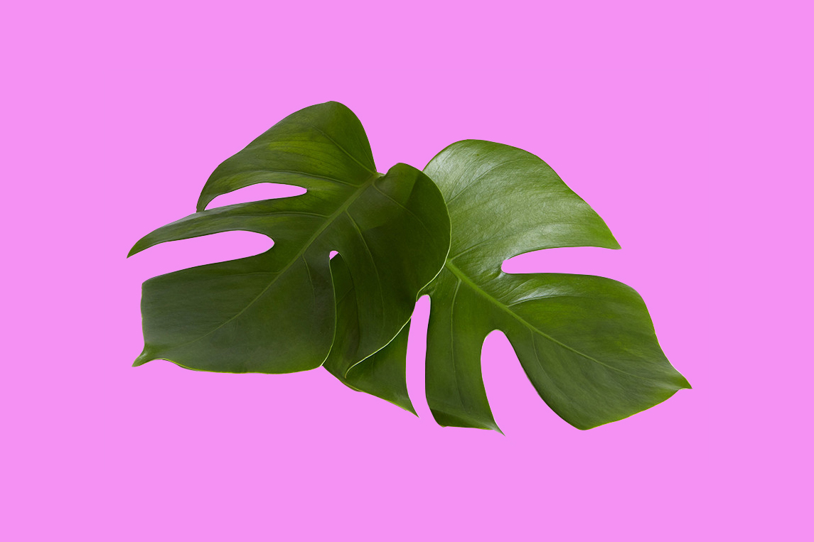 Two tropical leaves on a hot pink background. 