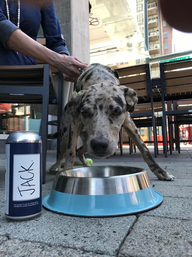 Dog and dog bowl on a patio