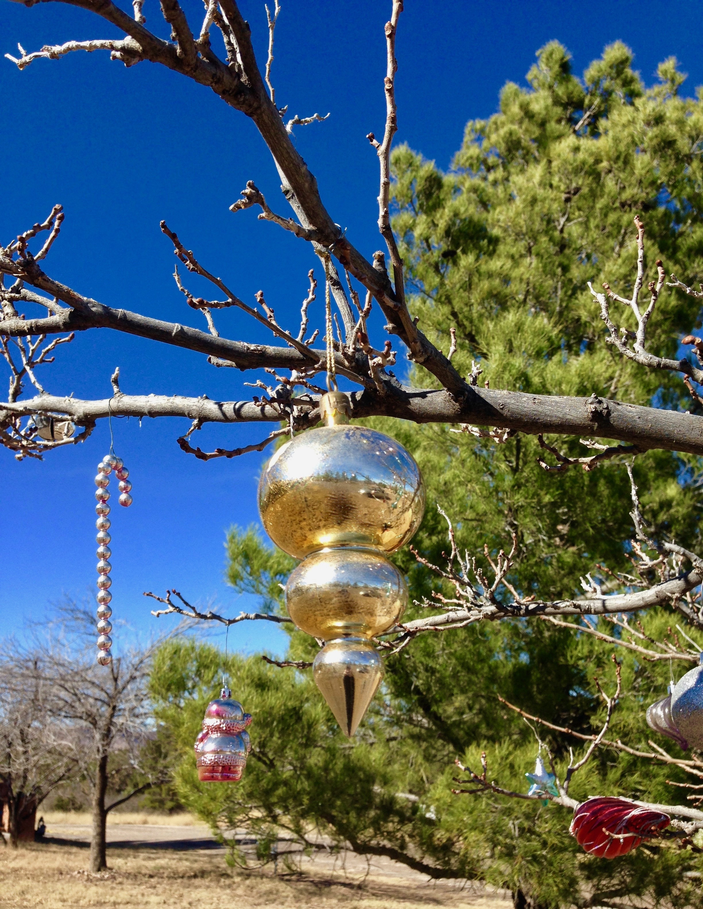 Ornament hung from an outdoor tree