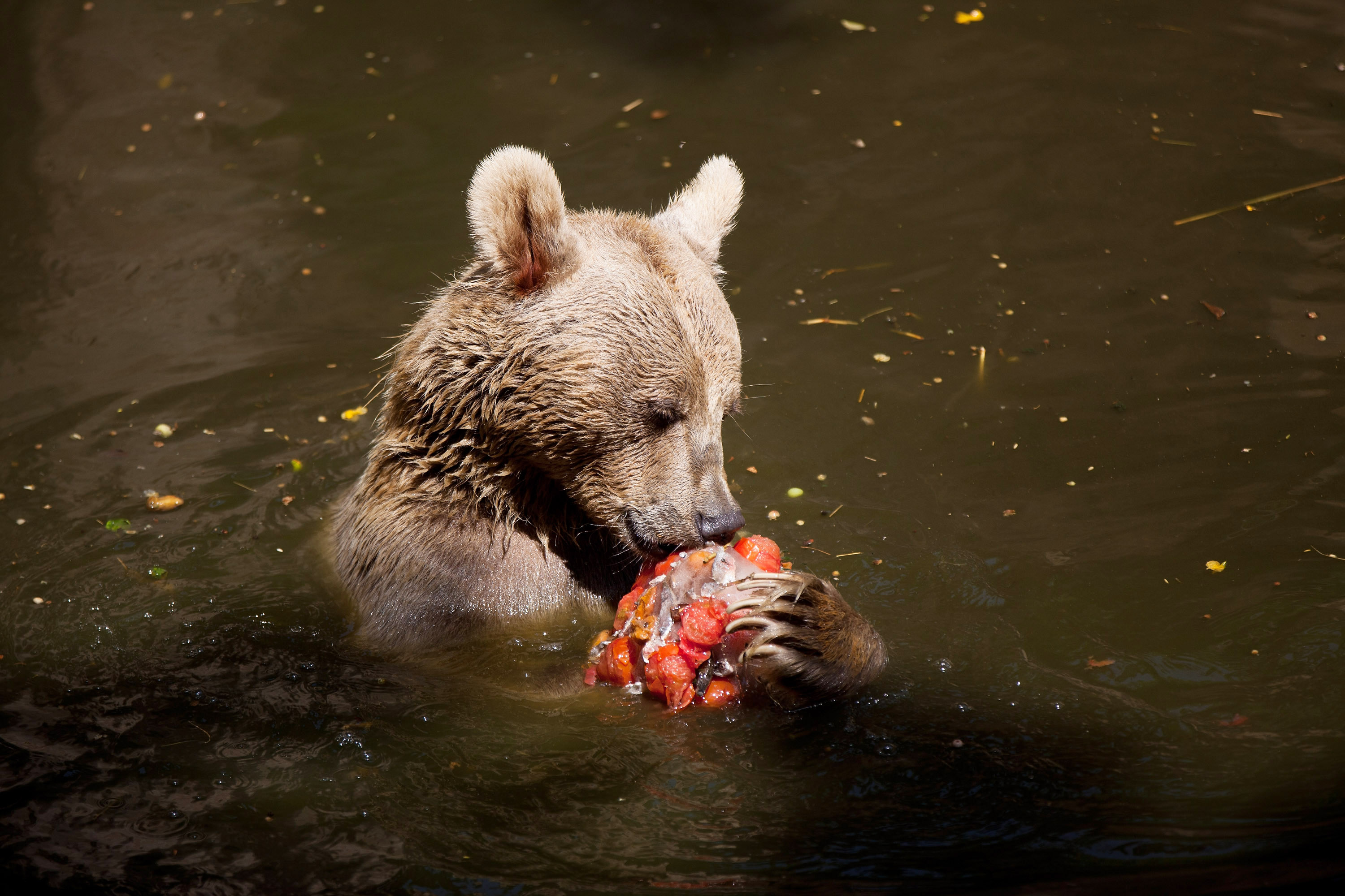 Zoo Feeds Animals Fruit In Ice To Combat Heat