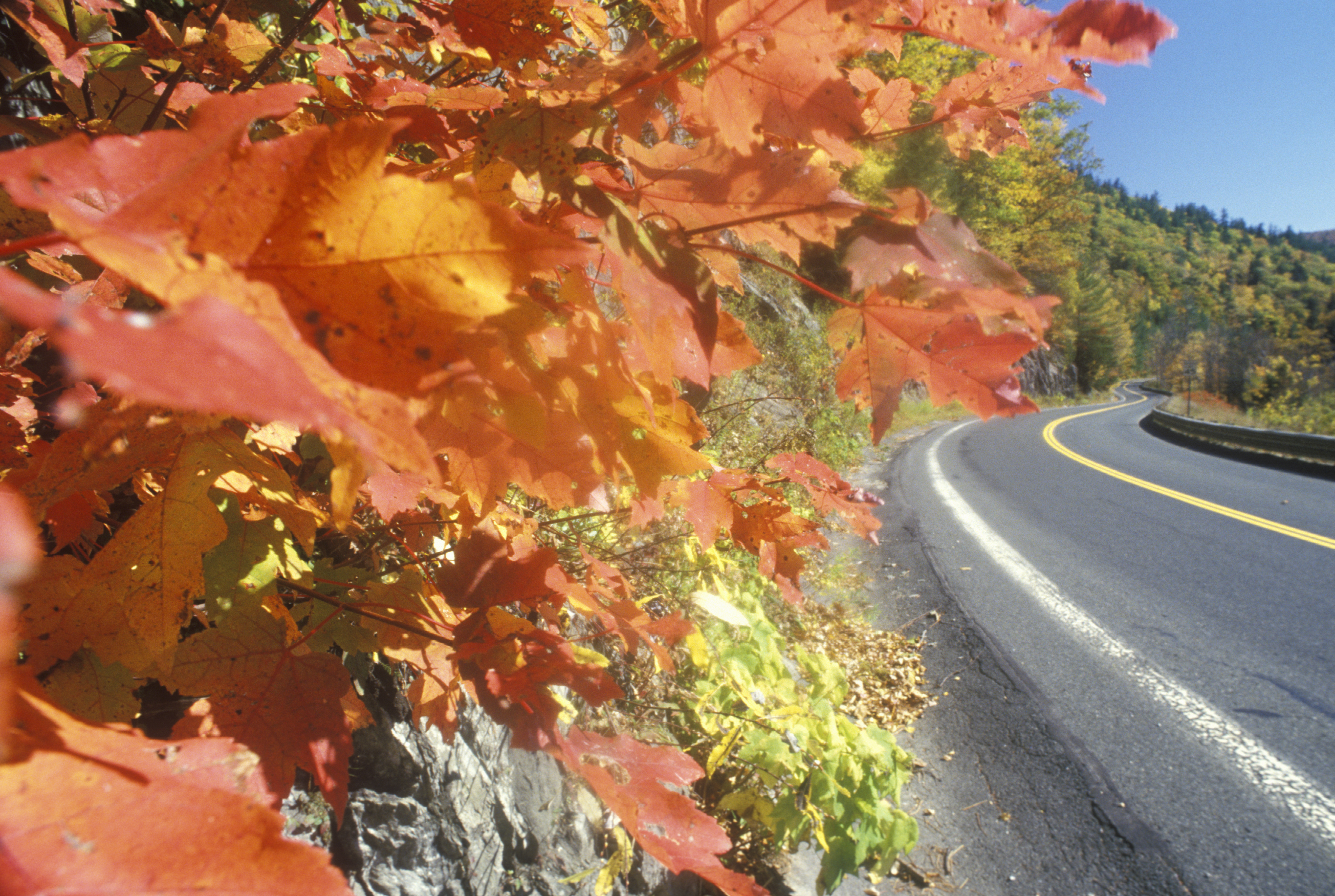 A gorgeous closeup of orange leaves overhanging an empty two-lane highway on a mountain.