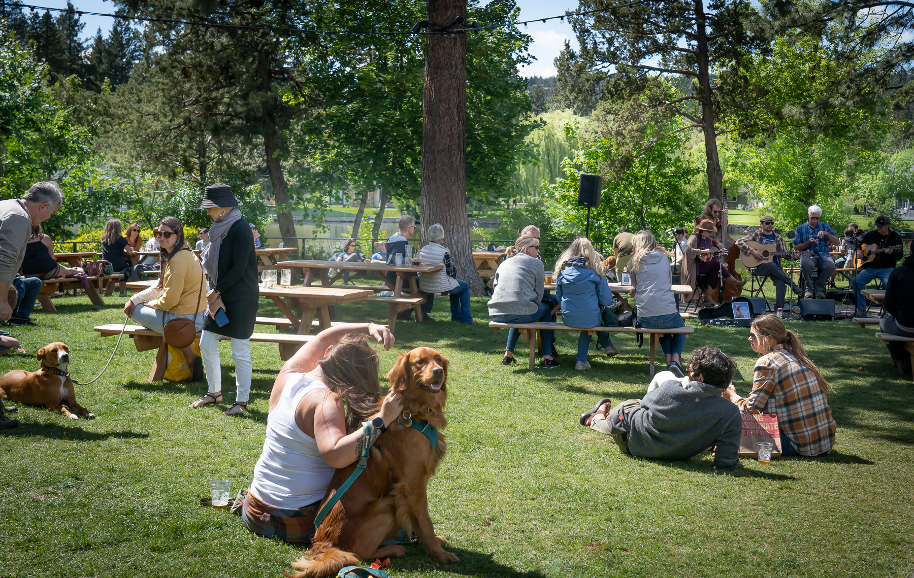 Dogs and people on lawn and tables listen to music along the river.