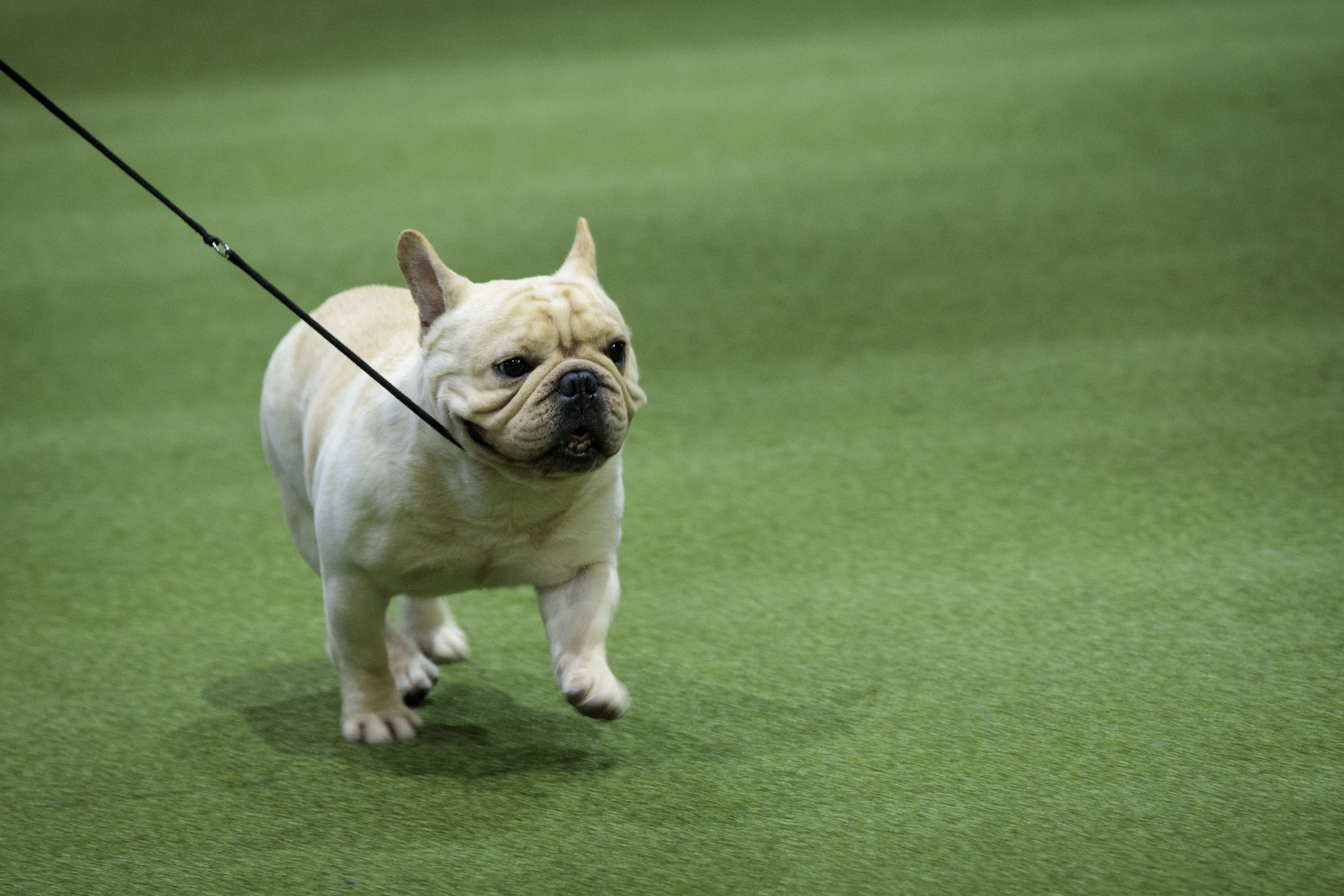 Annual Westminster Dog Show Takes Place In New York City