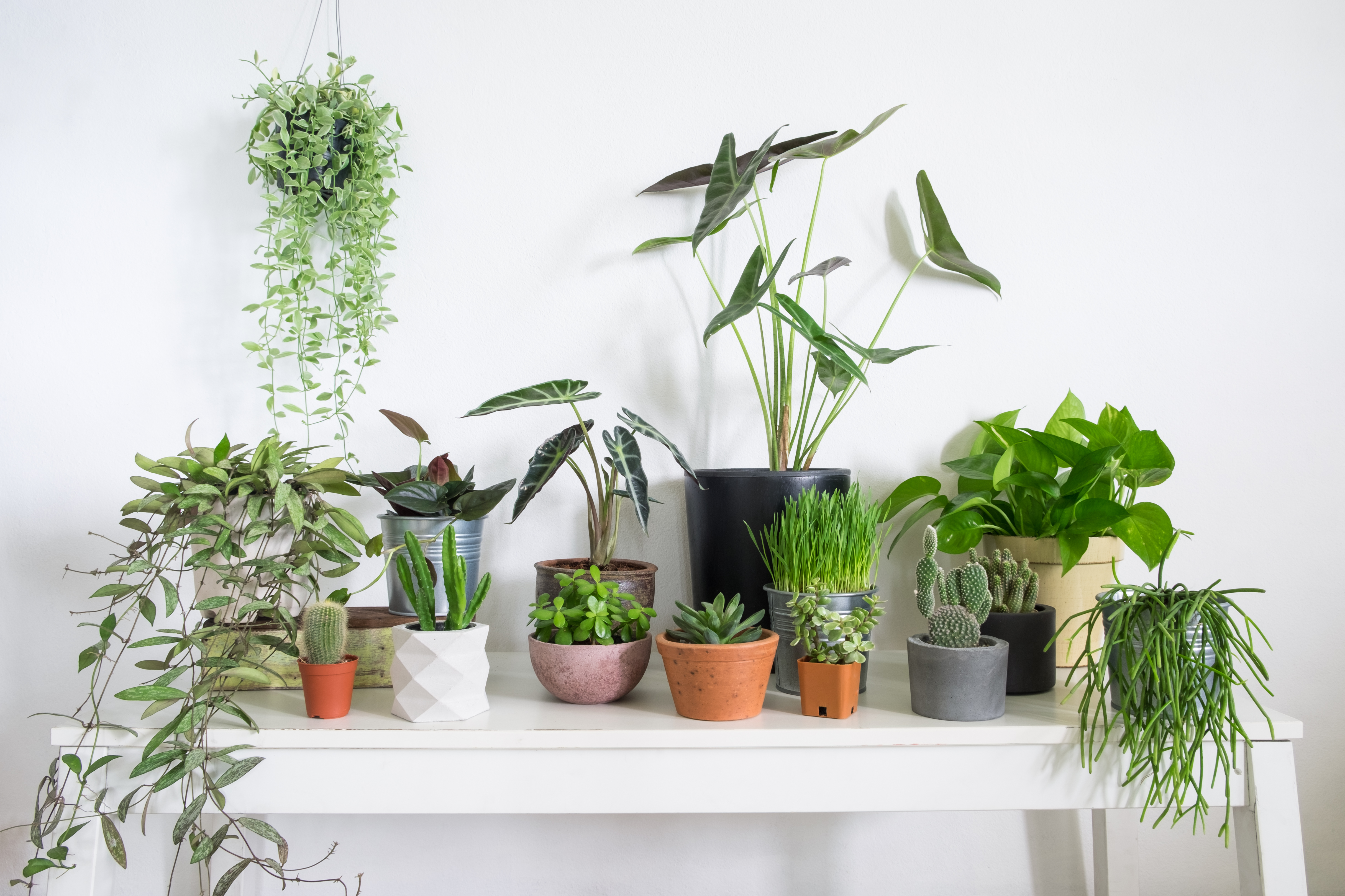 Several plants of varying heights—some trailing, some upright—sit on a white table in a white room. A strand of pearls plants hangs above on the left.