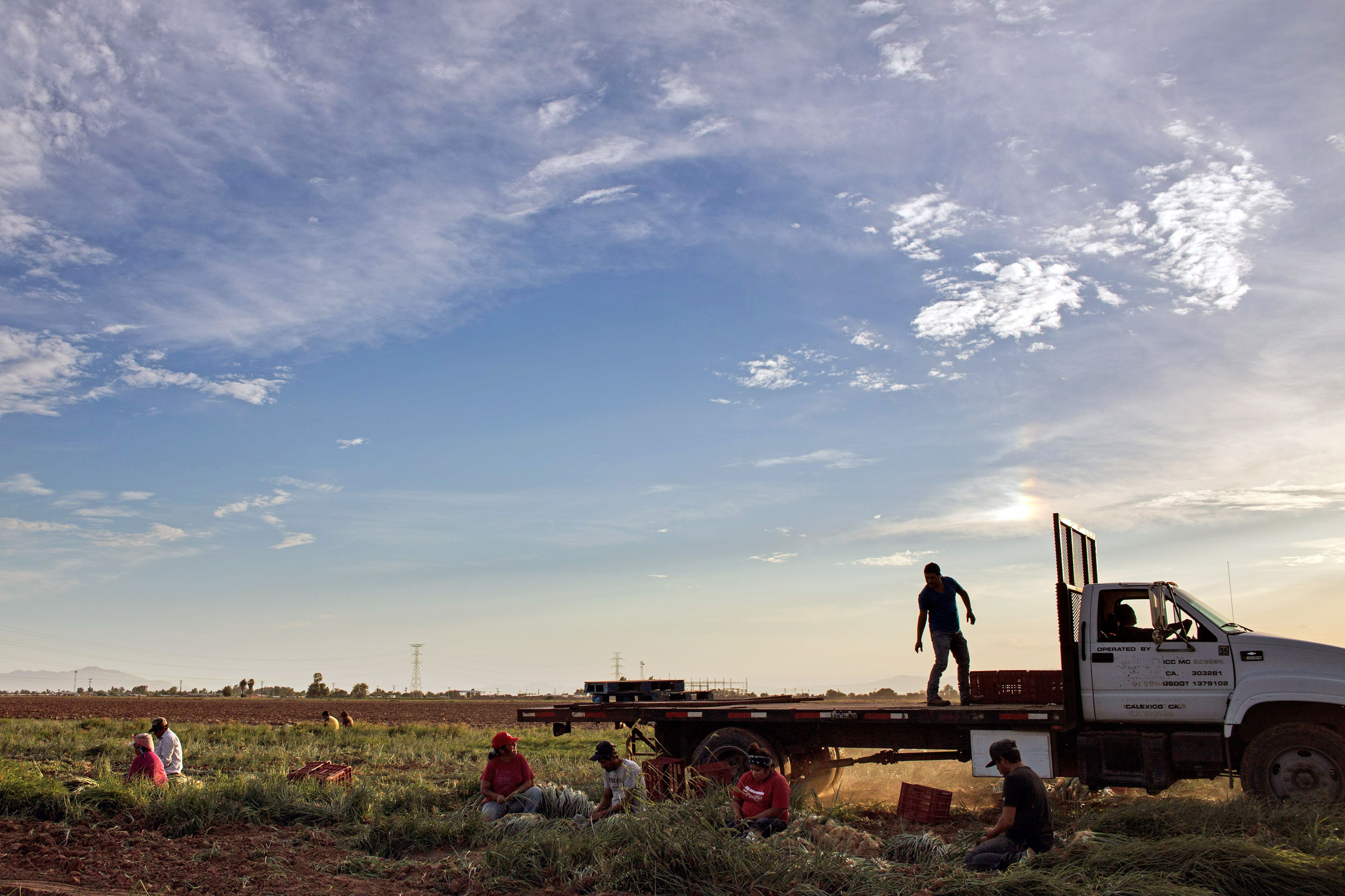 Farm workers harvest near the US-Mexico border in Baja California.