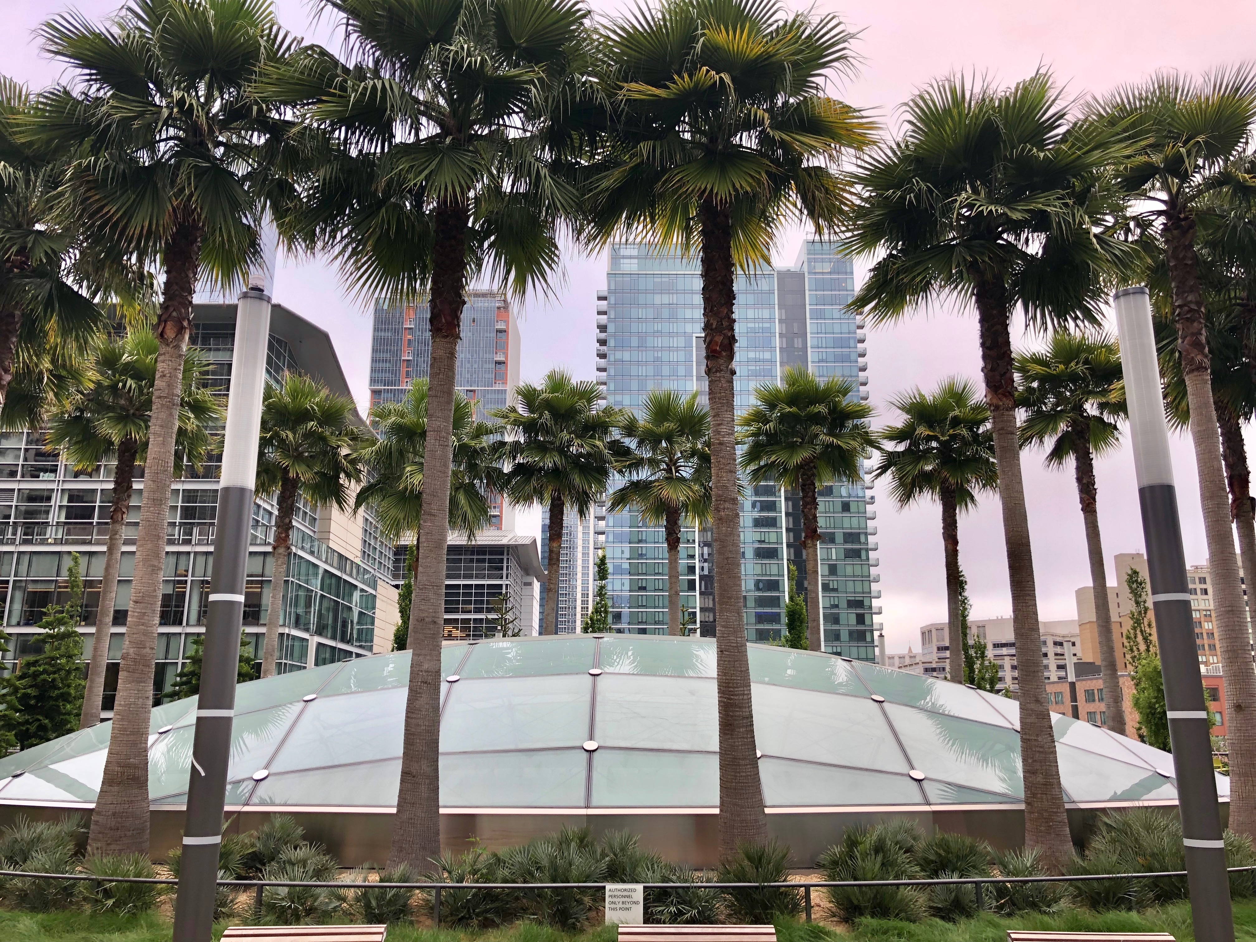 Atop Salesforce Park, a ring of palm trees with downtown SF in the distance.