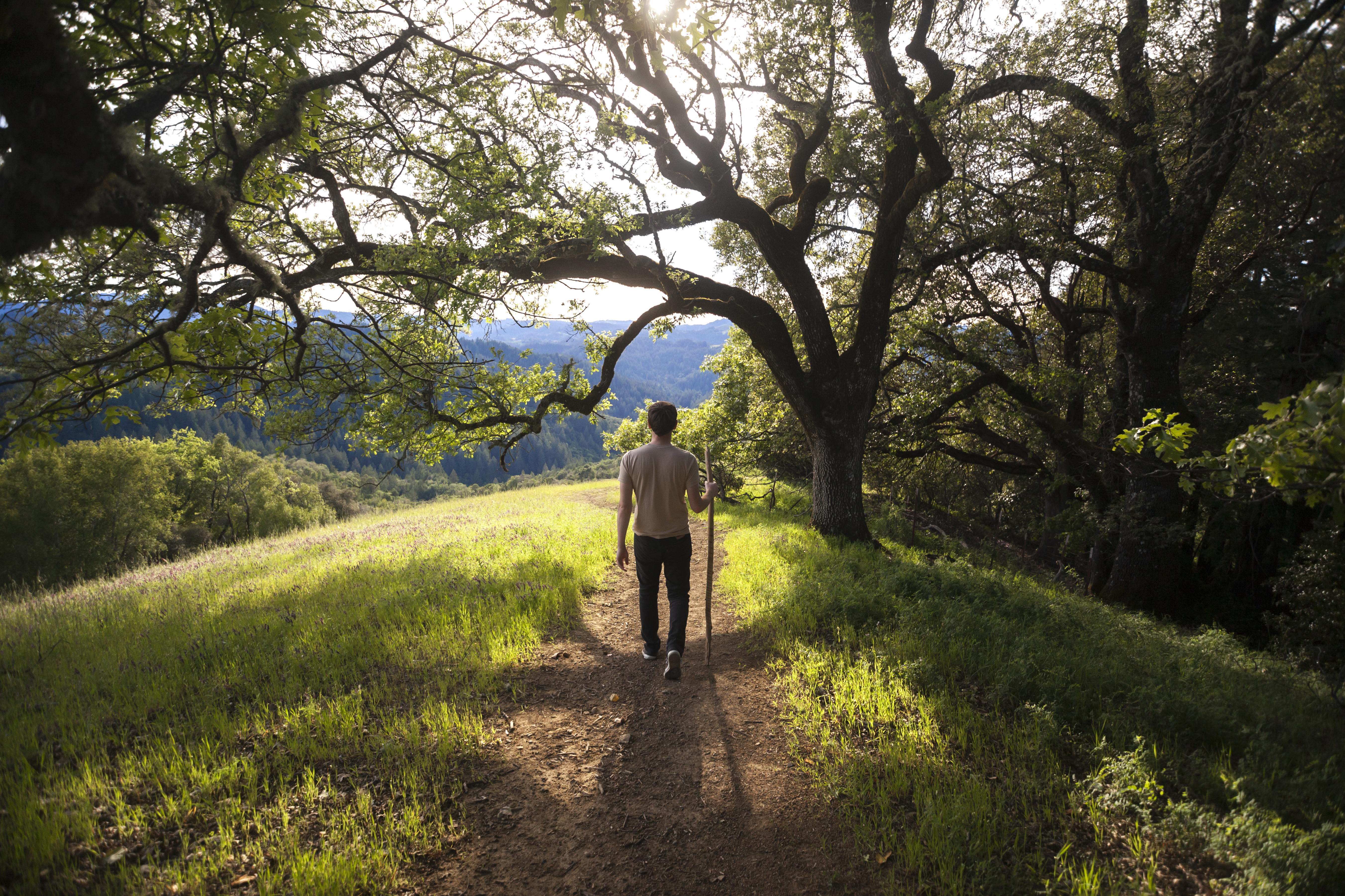 A man walks along an outside trail under a tree while sunlight streams down from the sky.