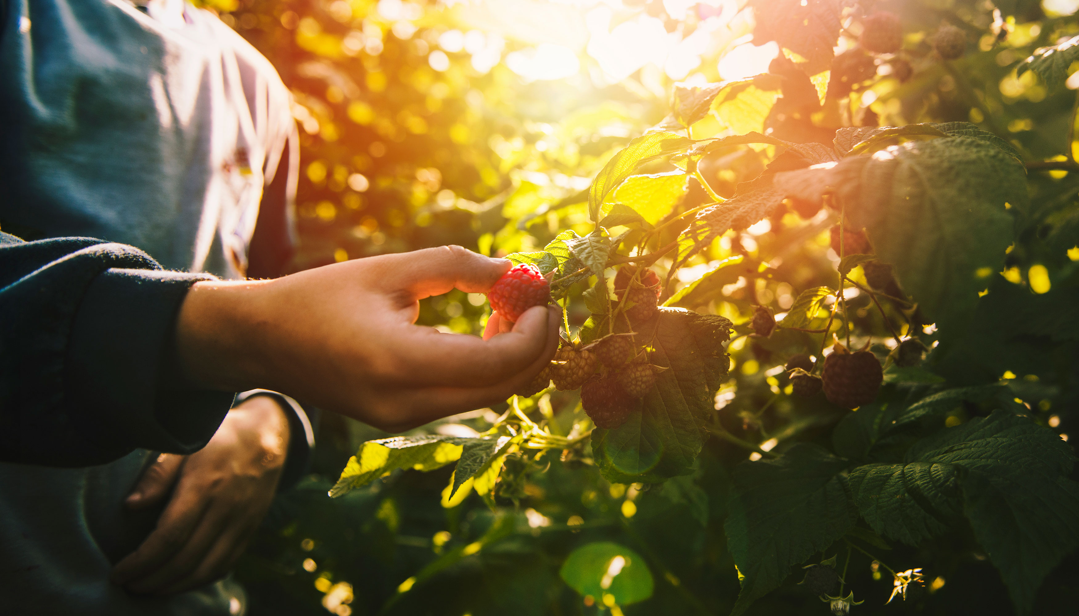 A person picks a ripe raspberry from a vine full of berries on a farm during sunset. 