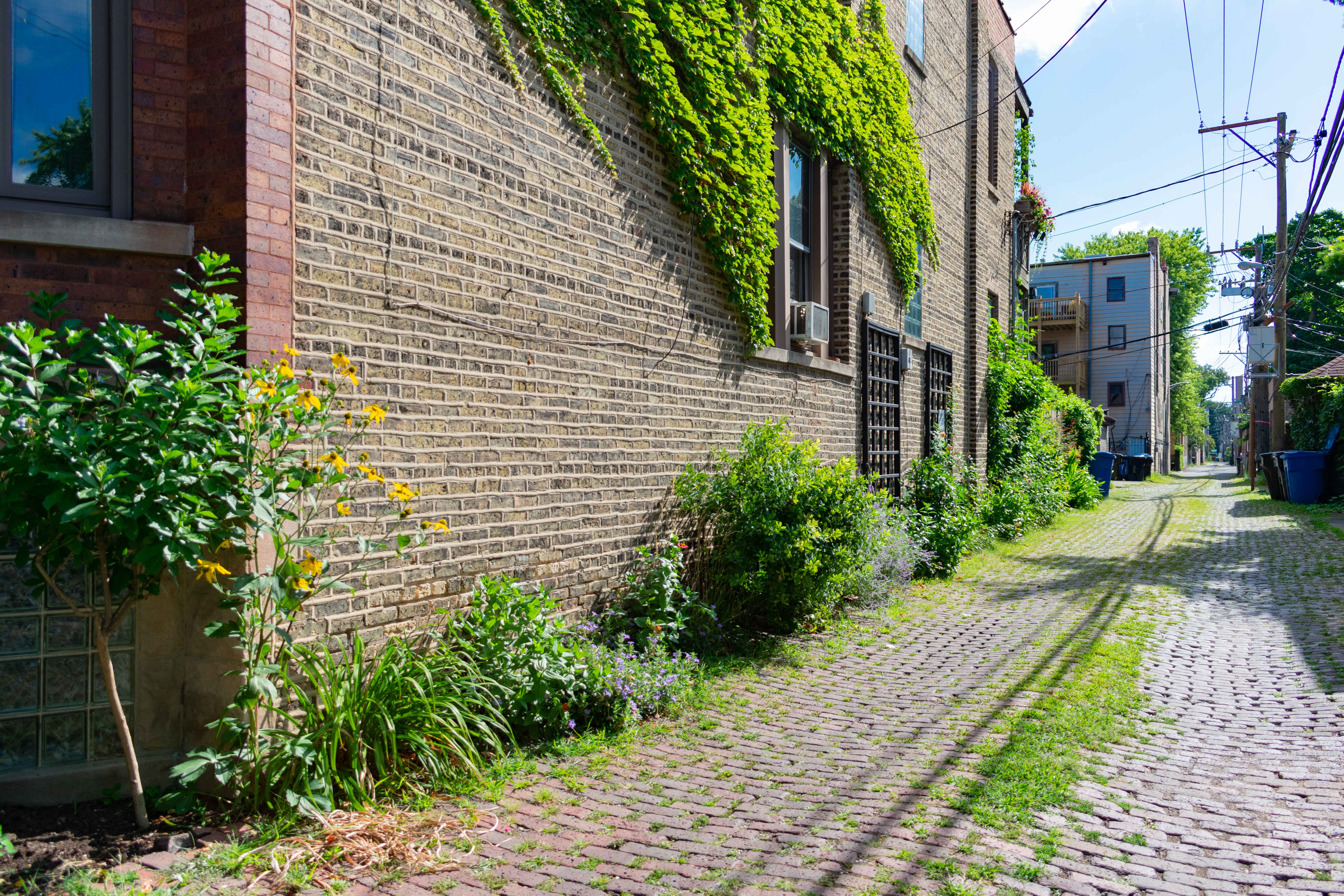 A brick building facing an alley with vines and overgrown bushes.