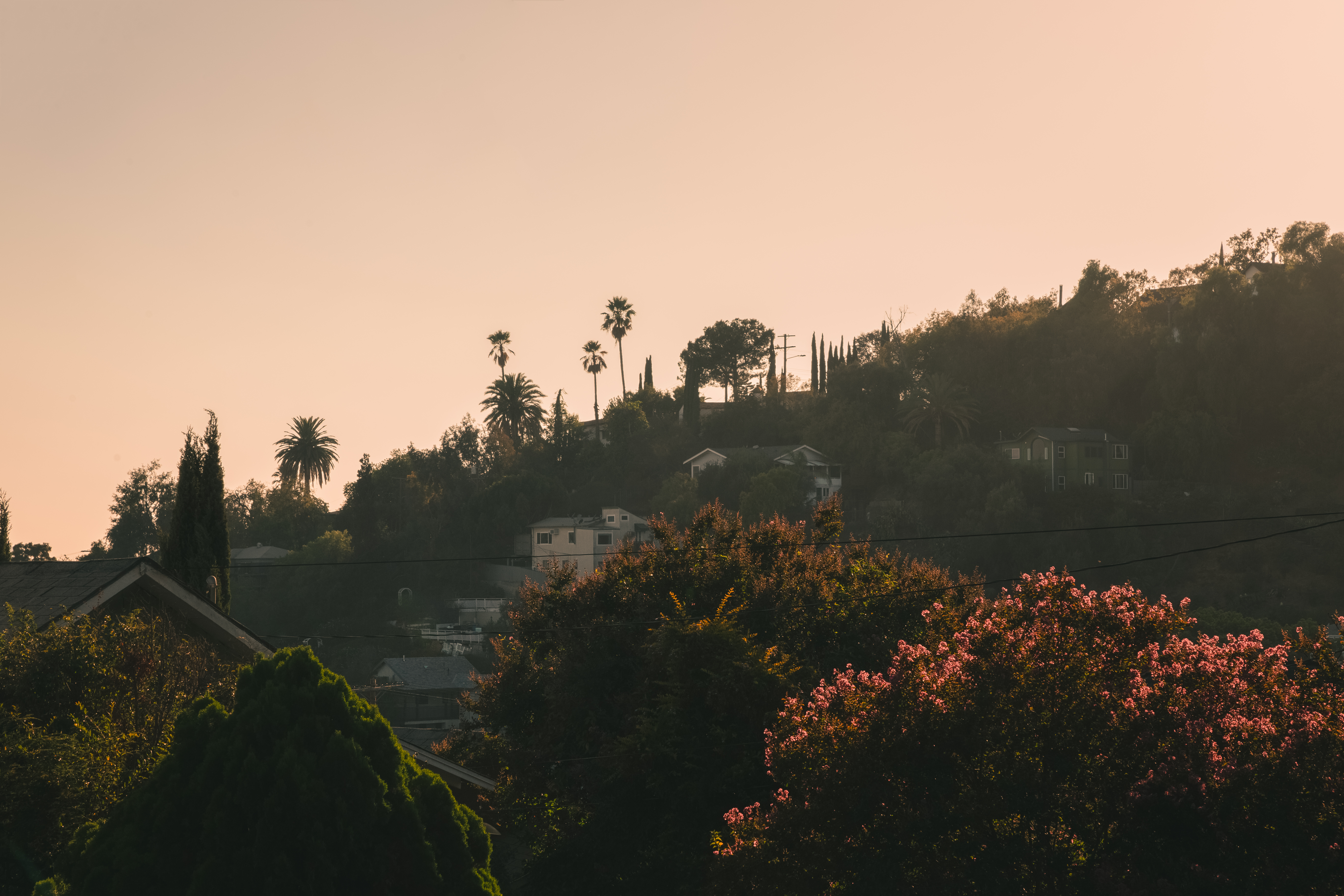 Close up of a hill side dotted with homes, palms, and trees with pink flowers at sunset.