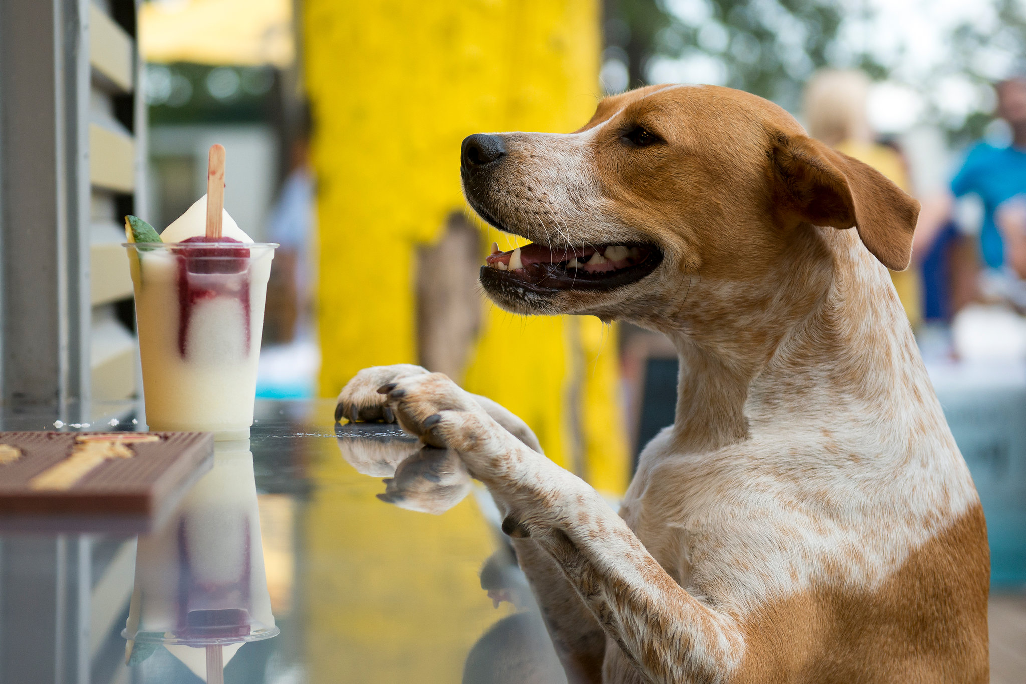A smiling dog hops onto a metal counter on which a slushy drink sits at Mutts Canine Cantina 