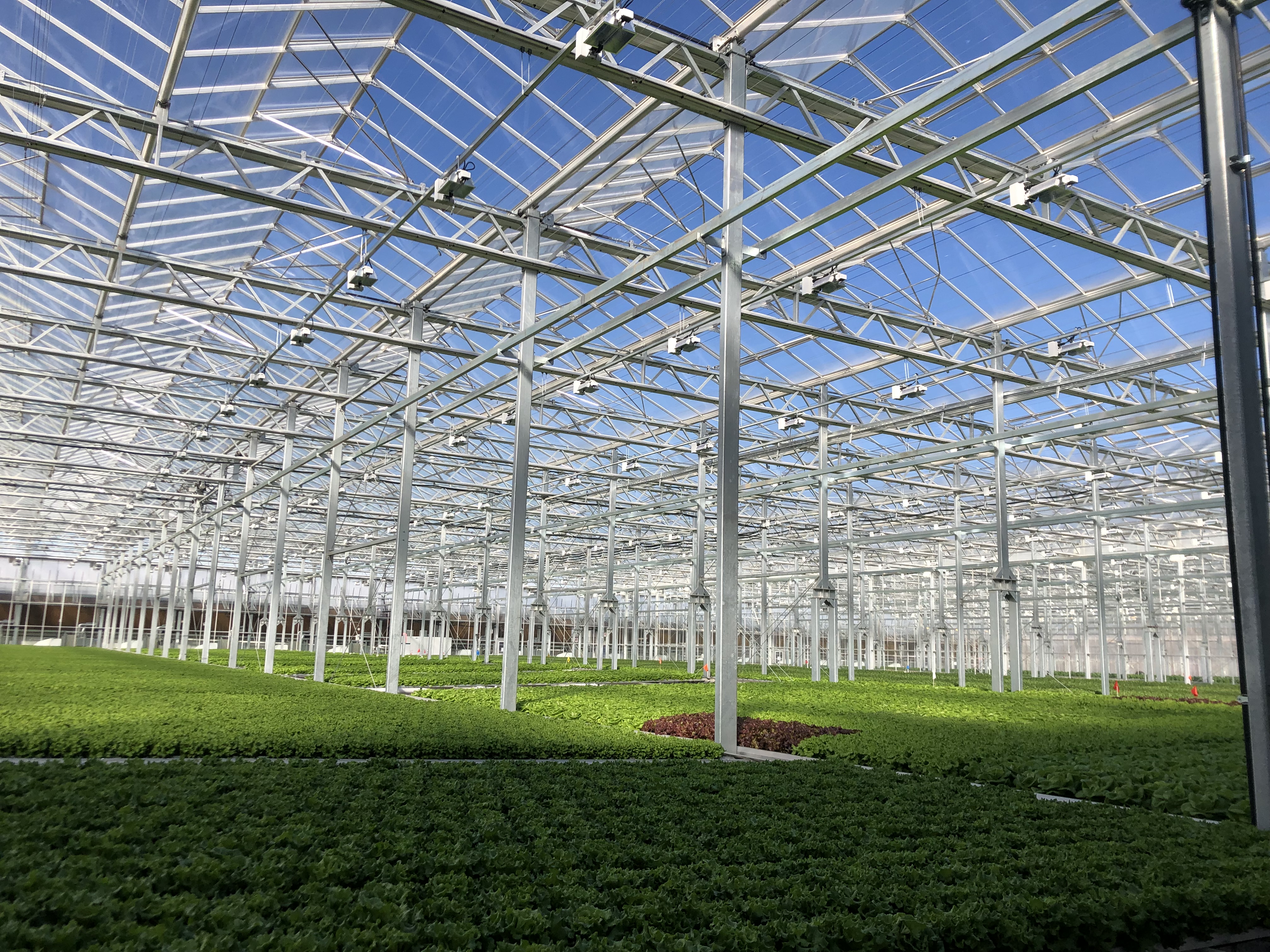 A large glass roof with scaffolding protects a large field of lettuce.