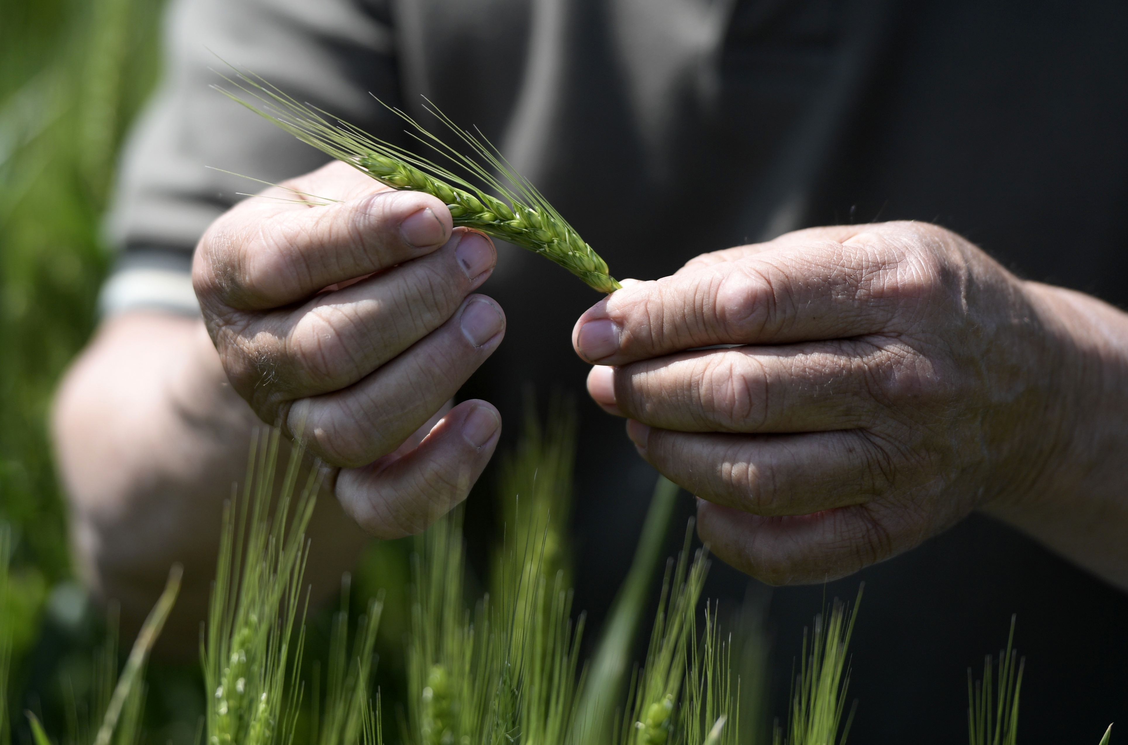 A wheat farmer inspects a green grain
