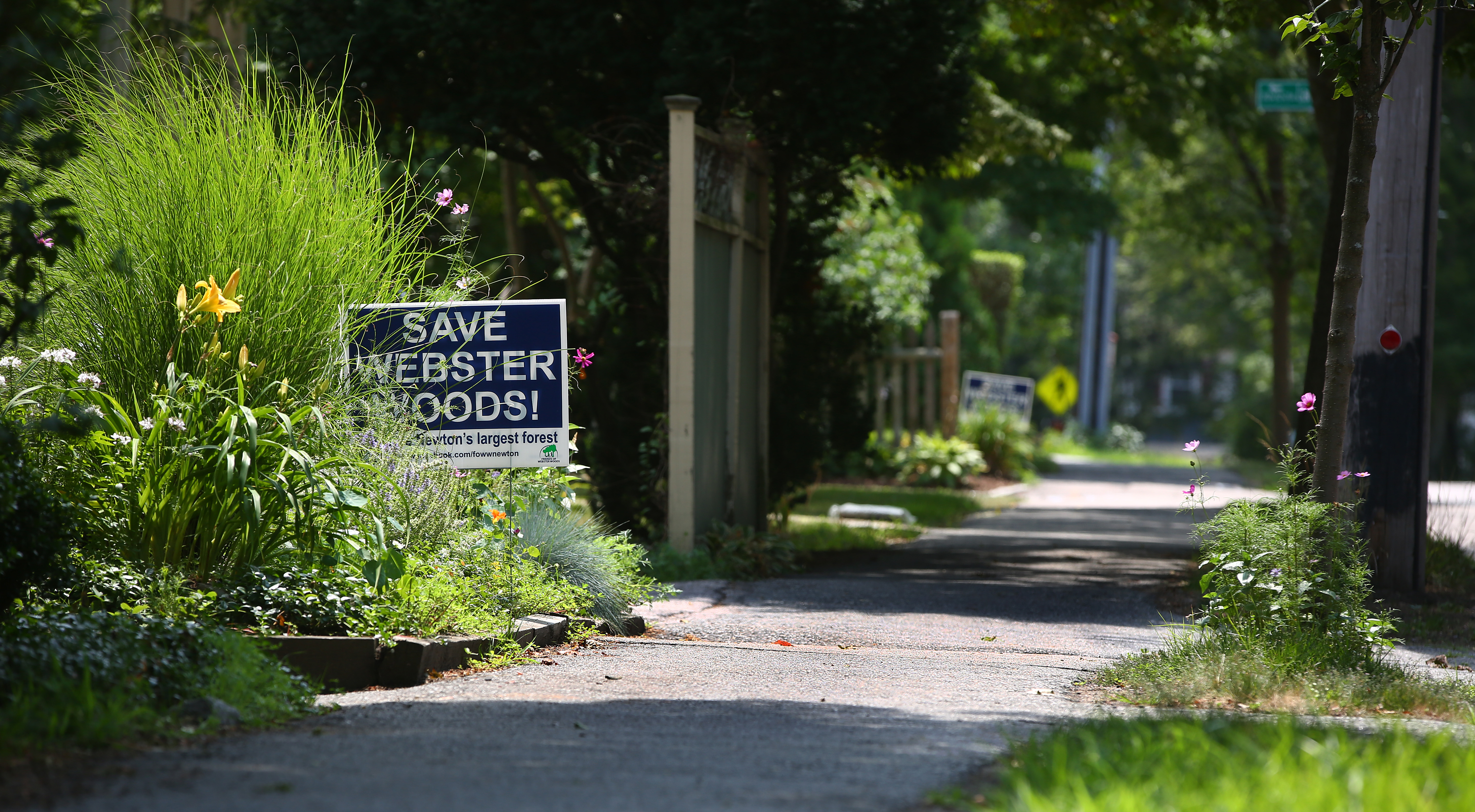 A sidewalk in a leafy suburb with a sign saying, “Save Webster Woods!” planted in the grass. 