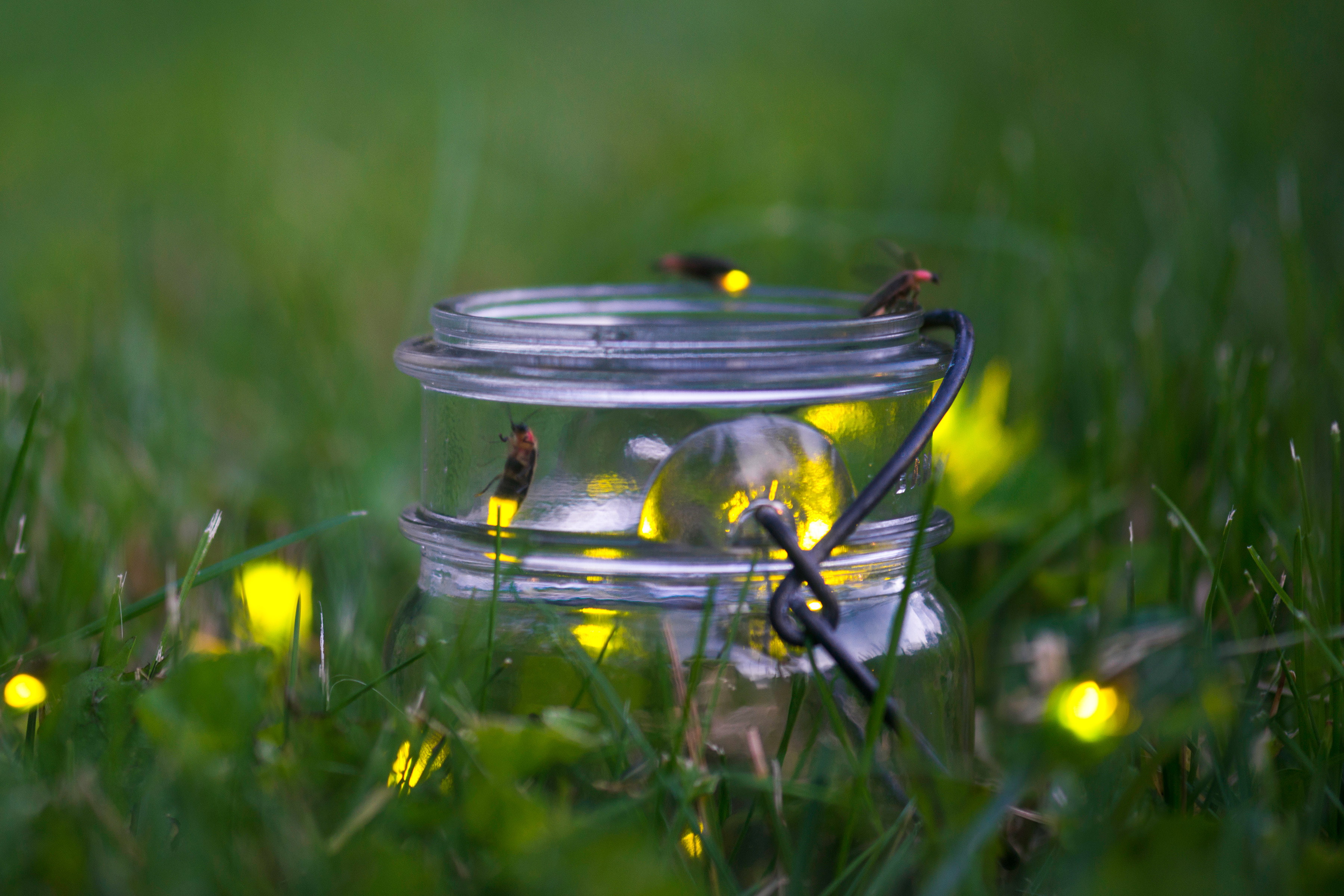 Fireflies around a glass jar, sitting in a lawn.