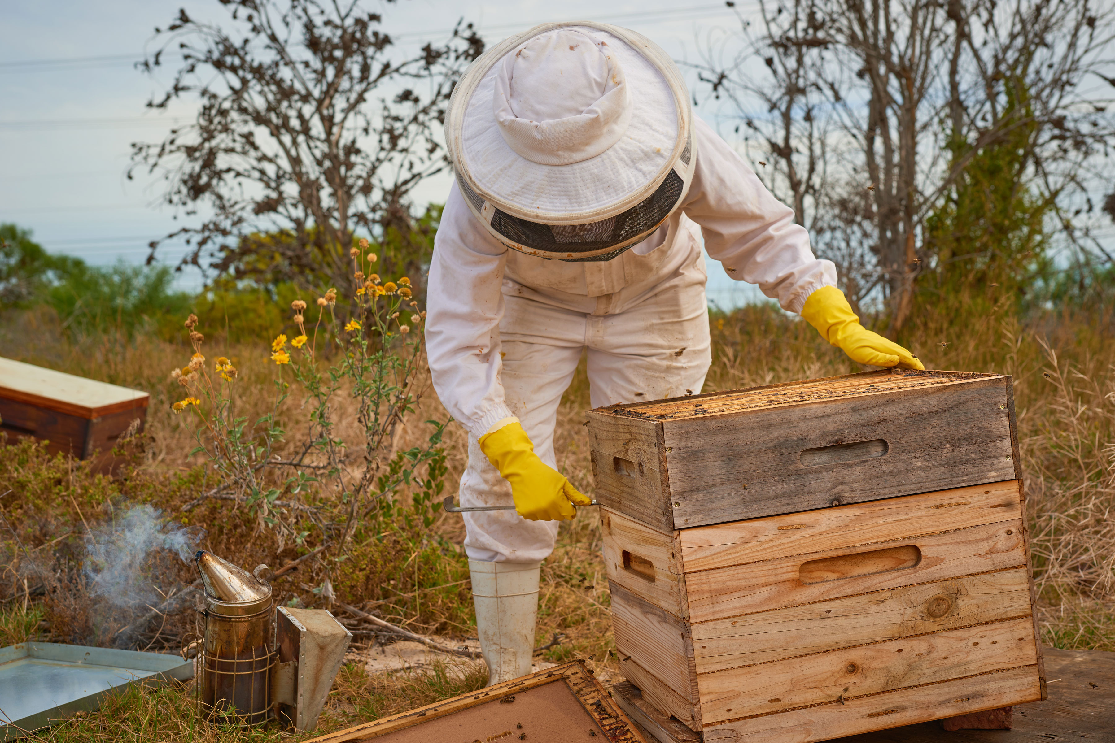 A person in a protective bee suit collecting honey from a bee hive.