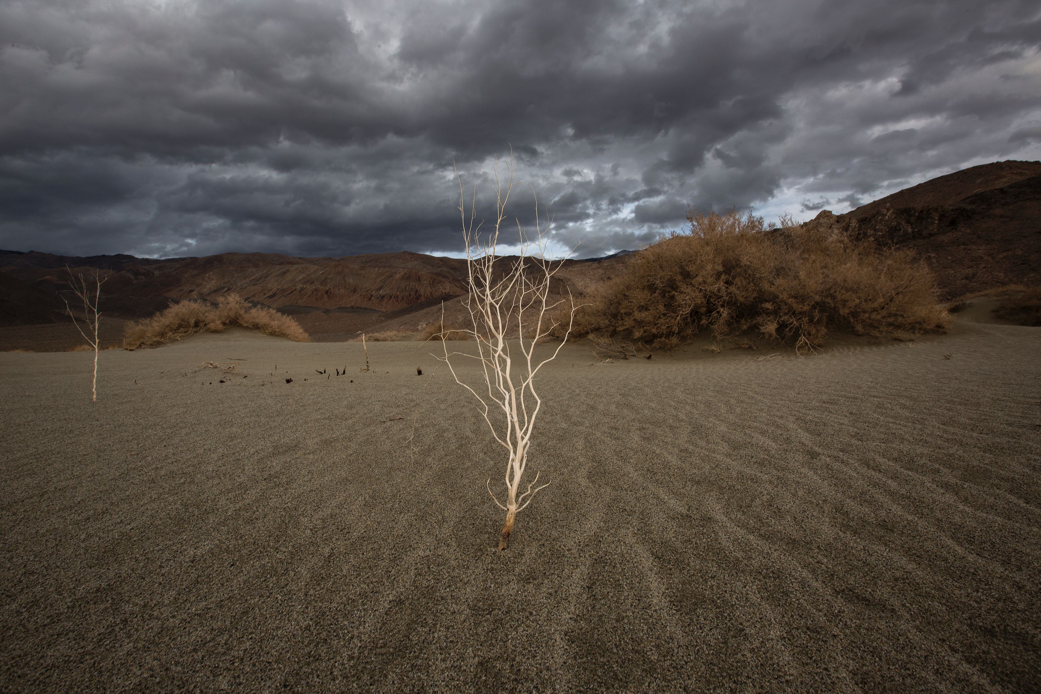 A plant stands over desert sands near Lone Pine, California.