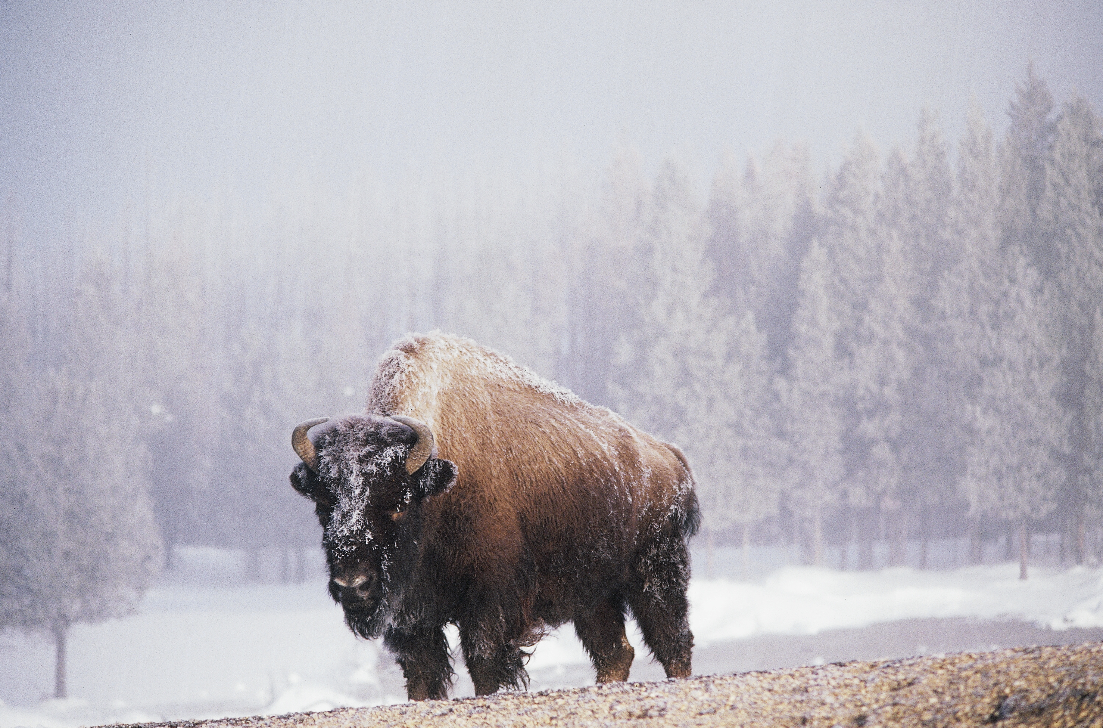 American bison...