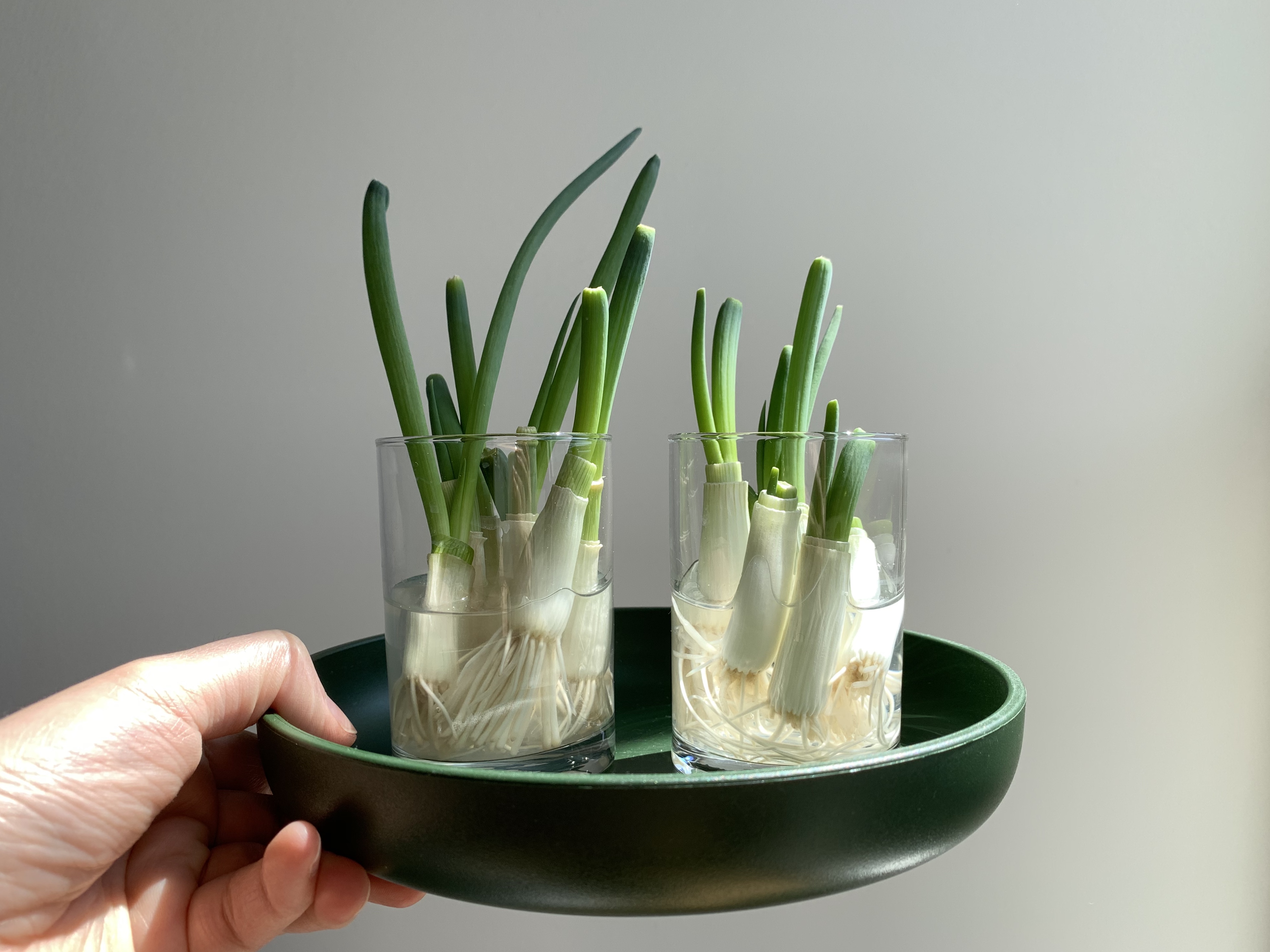 Scallion bulbs in a two glass jars on a round green tray.