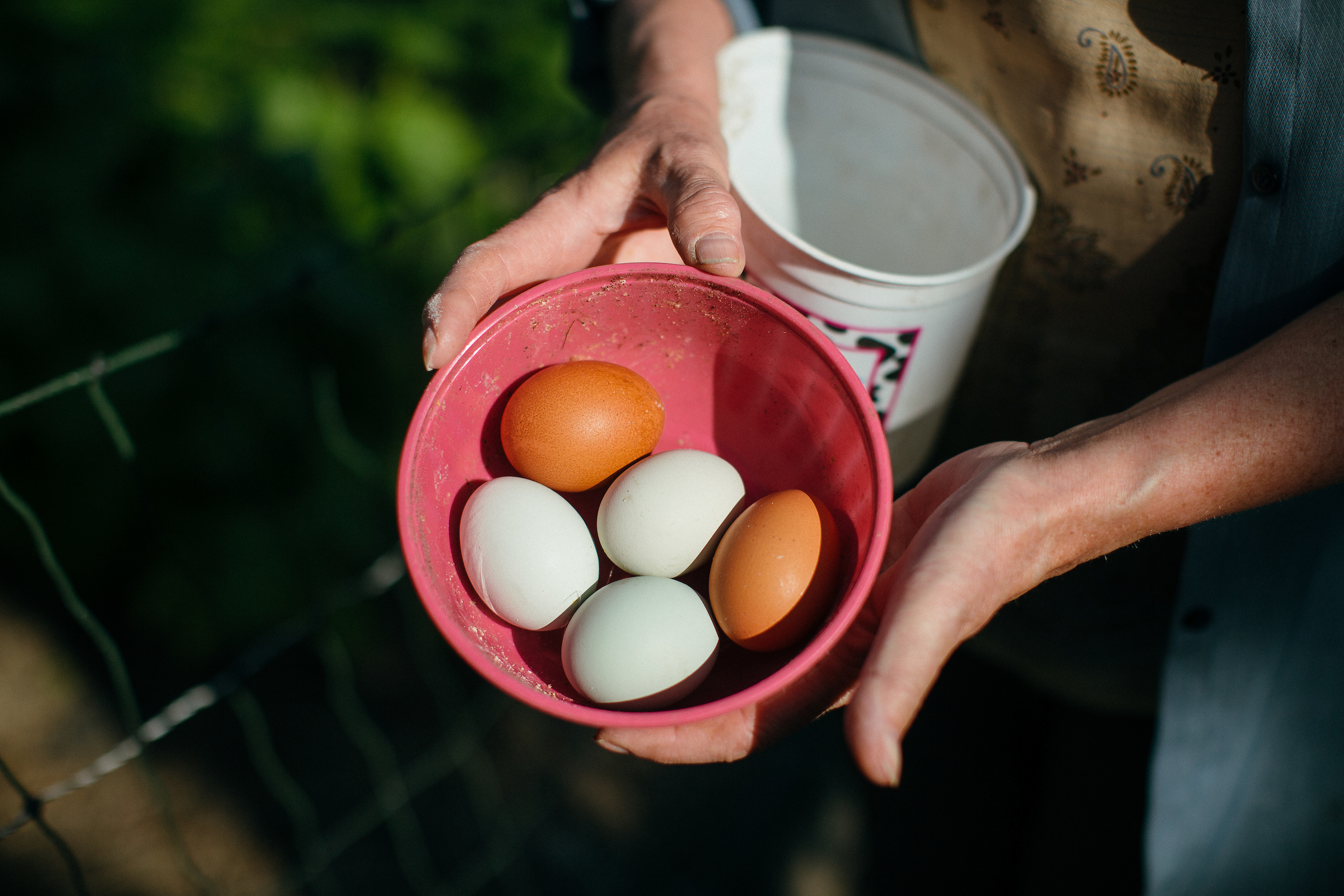 Brown and white eggs in a red plastic bowl held by the hands of a local farmer. 