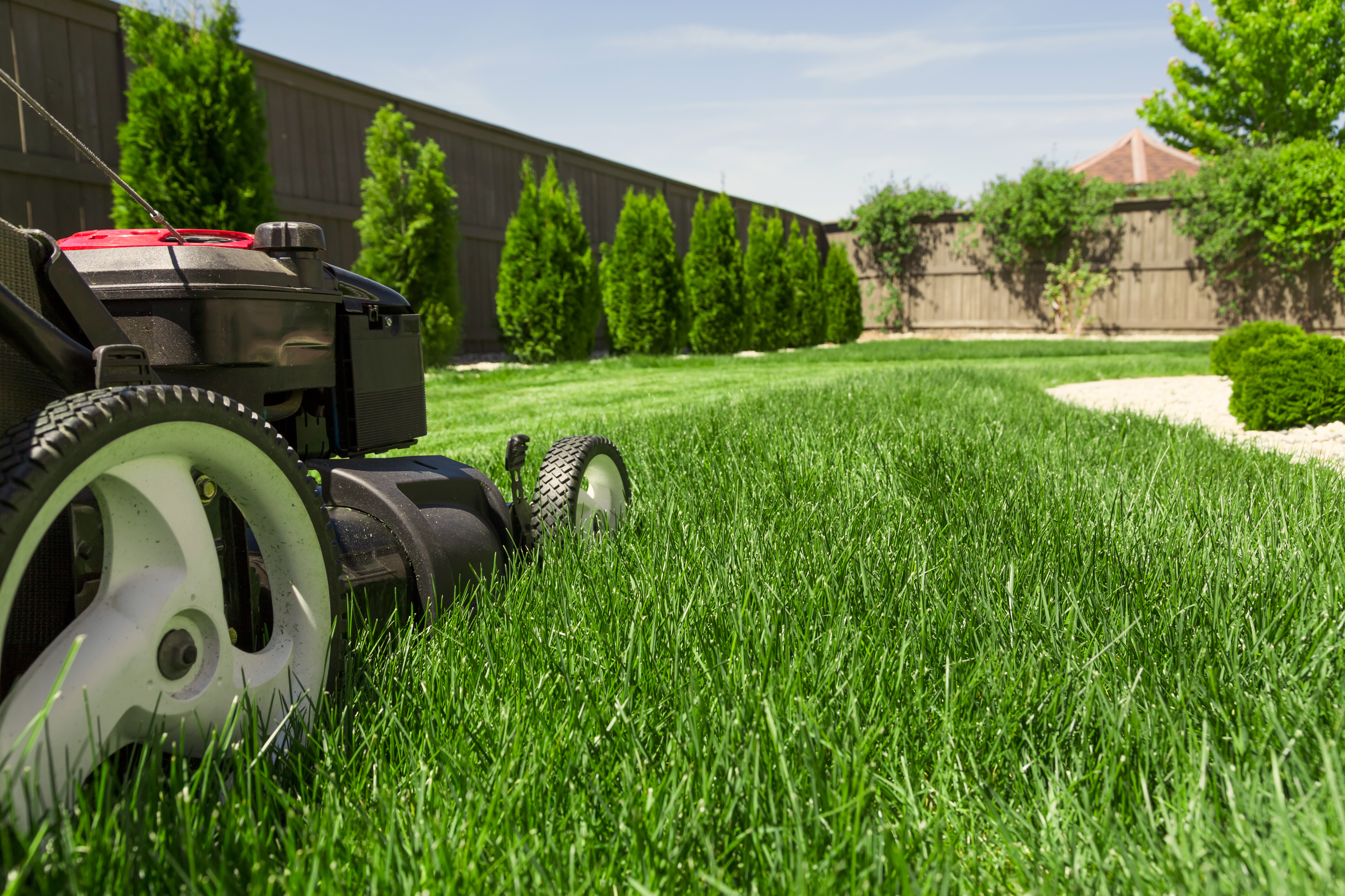 Close-up of a lawn mower in the process of mowing the lawn