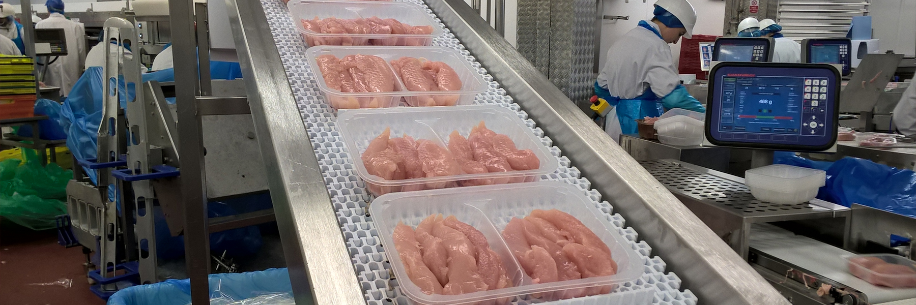 Chicken on a production line
