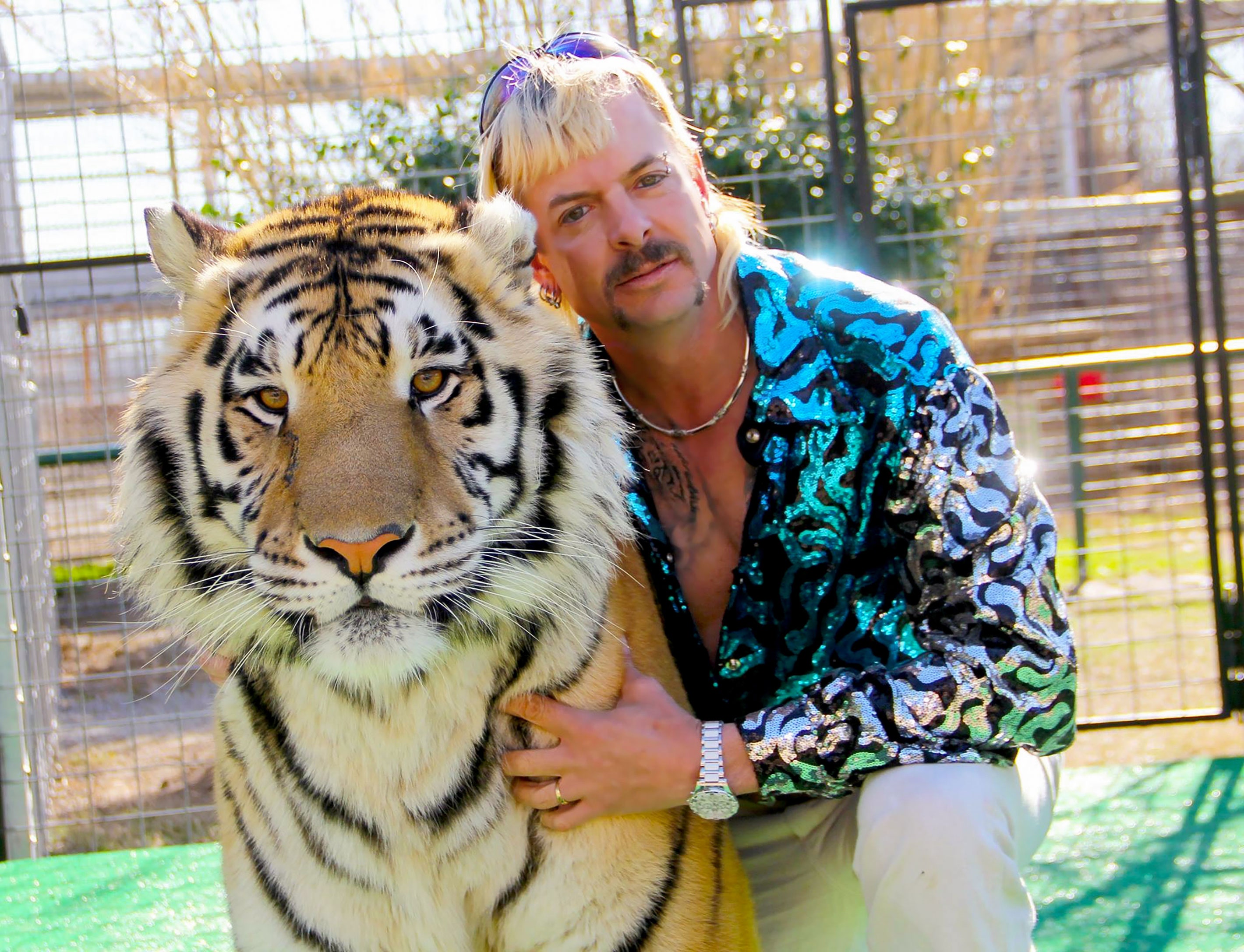 A man with a flashy blue sequined shirt crouches low, embracing a tiger and looking at the camera.