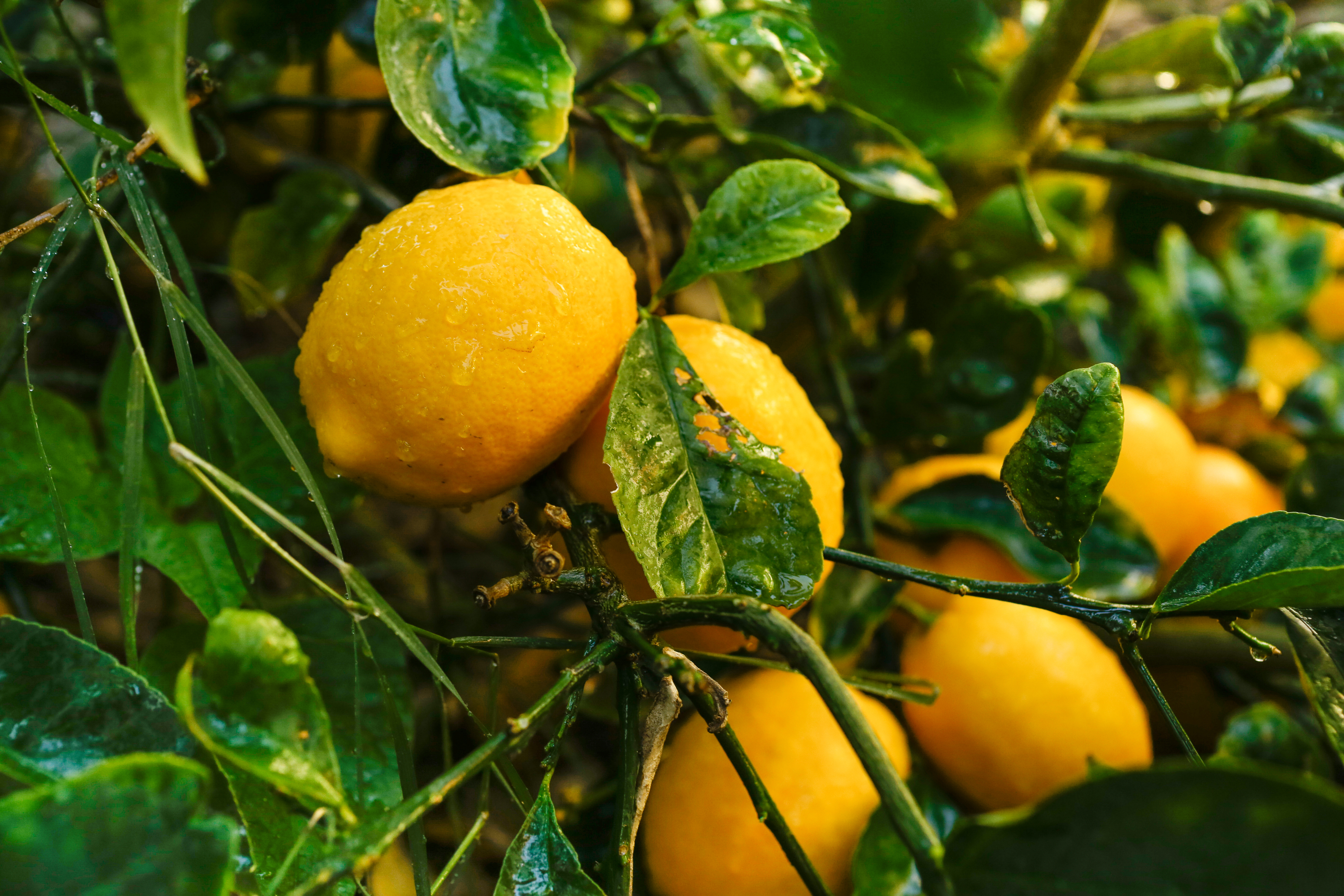 closeup image of a meyer lemon tree