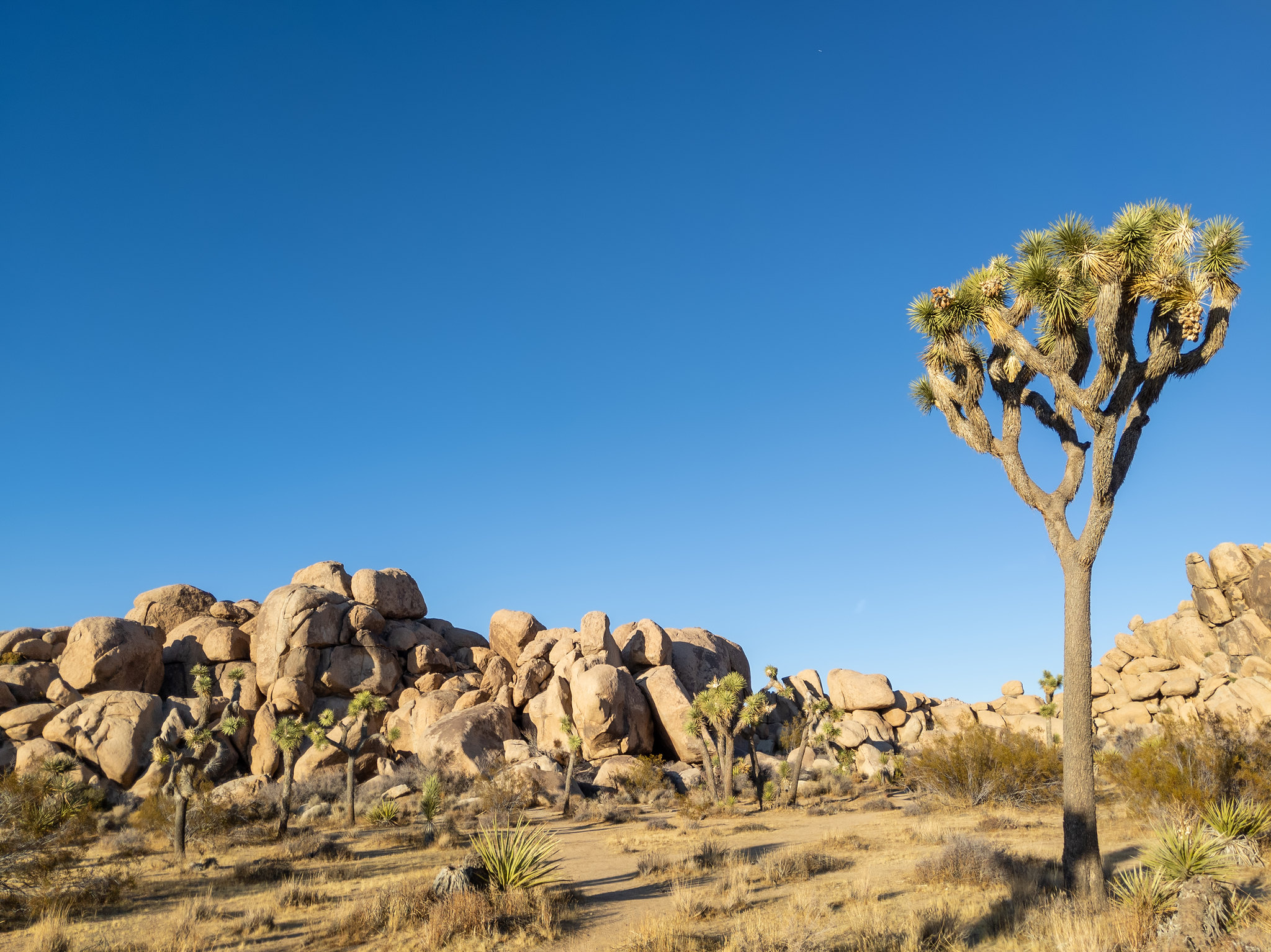 A Joshua tree sits in the blazing desert sun next to a pile of ancient rocks.