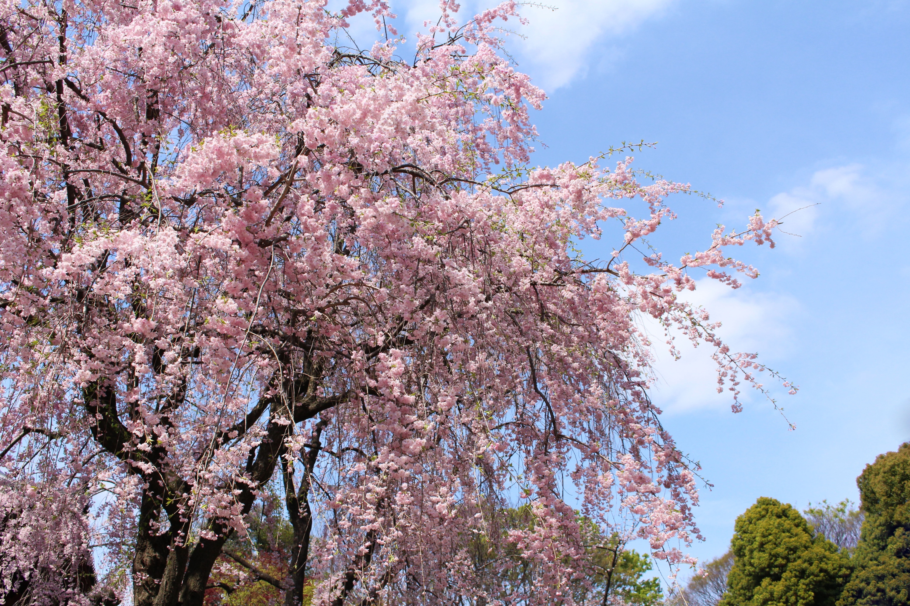 Pink Weeping Cherry Trees