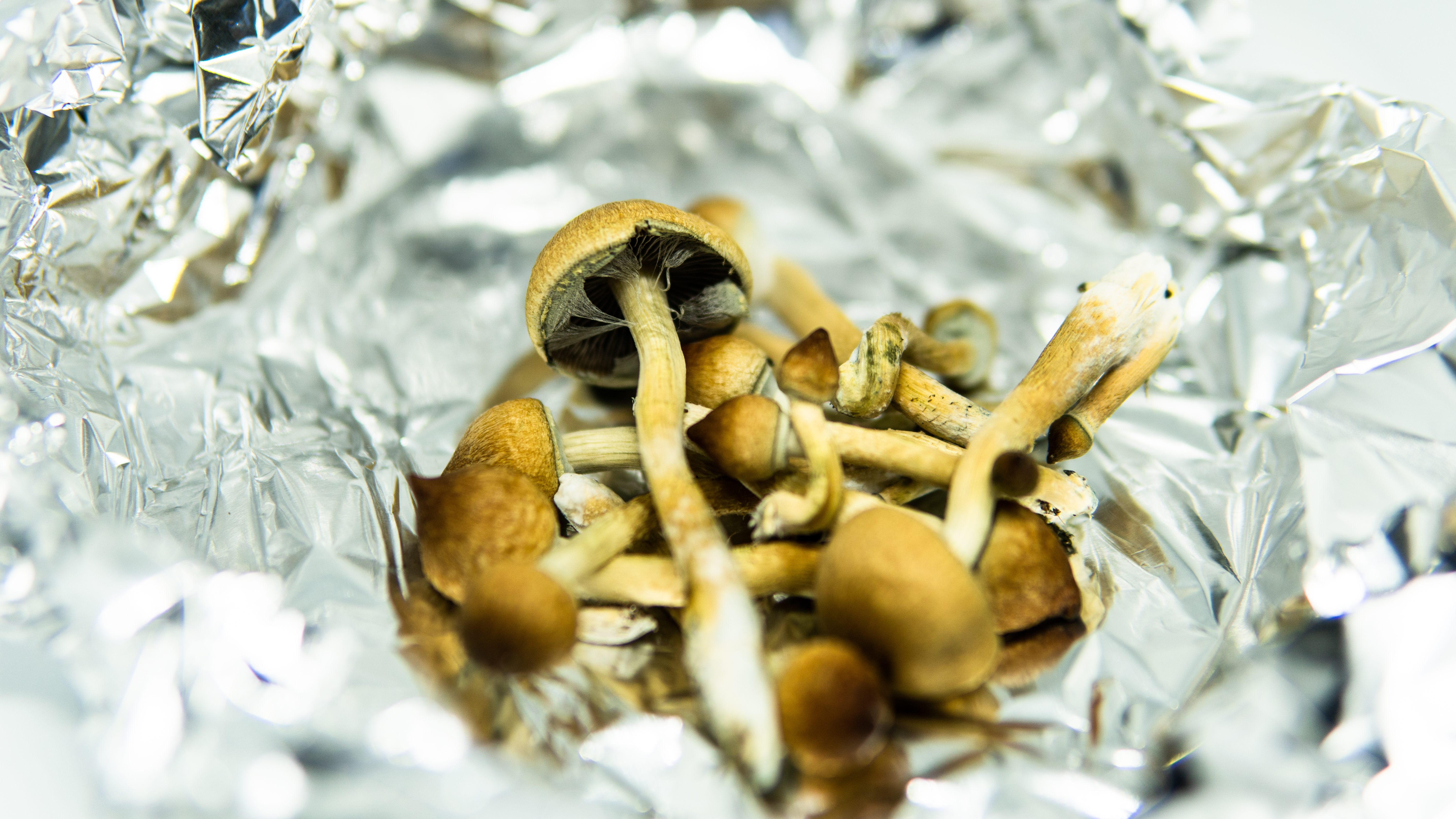 Psychedelic mushrooms on a piece of tin foil. 