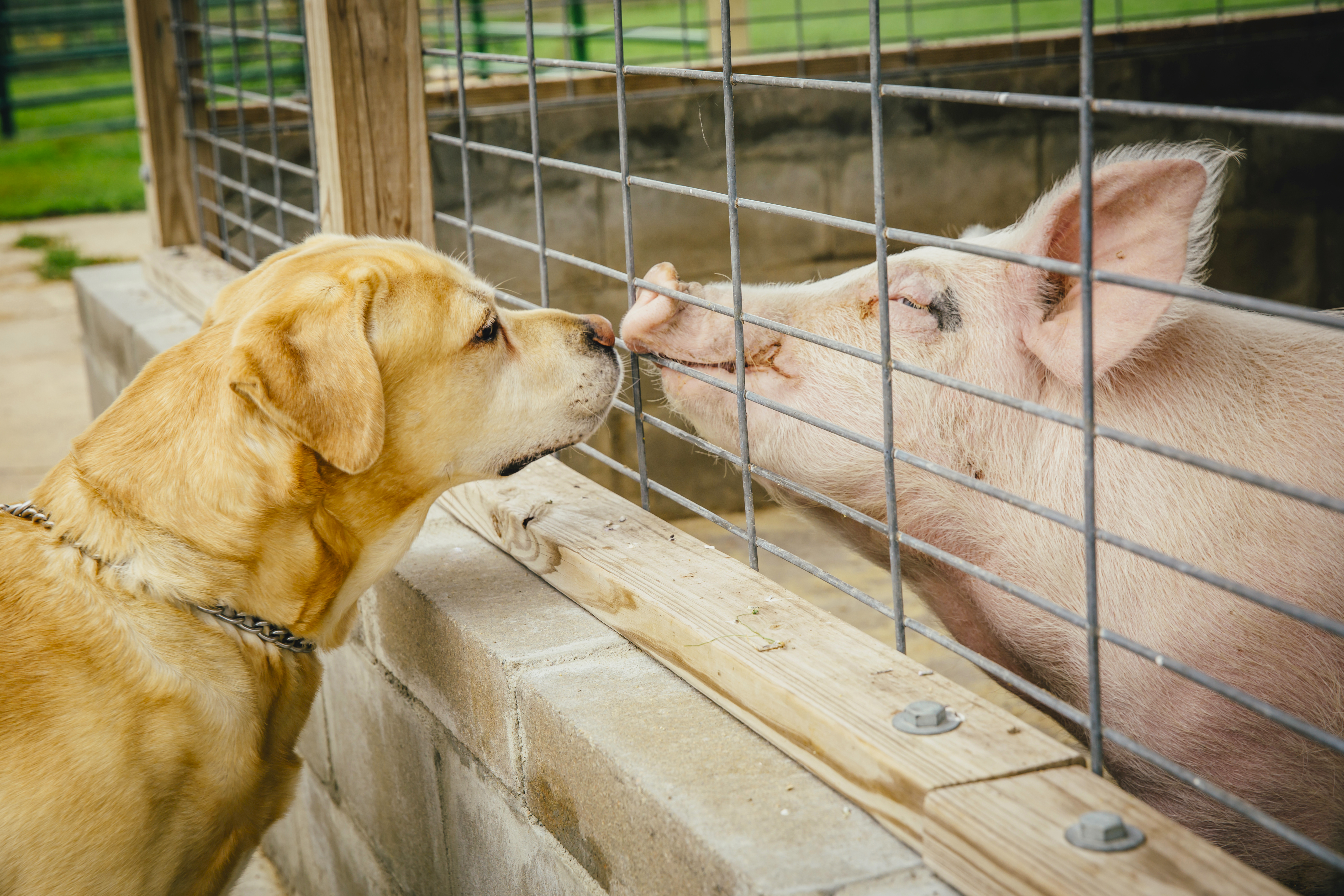 A dog and a pig sniff each other through a fence