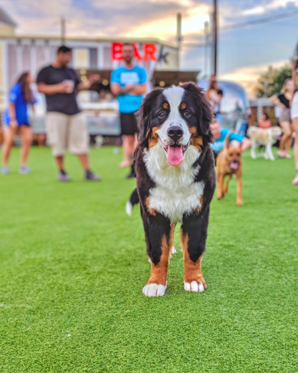 A black, white and tan dog with its pink tongue out panting while standing on green grass in front of other dogs and people in the background. A bright red sign states BAR in the background