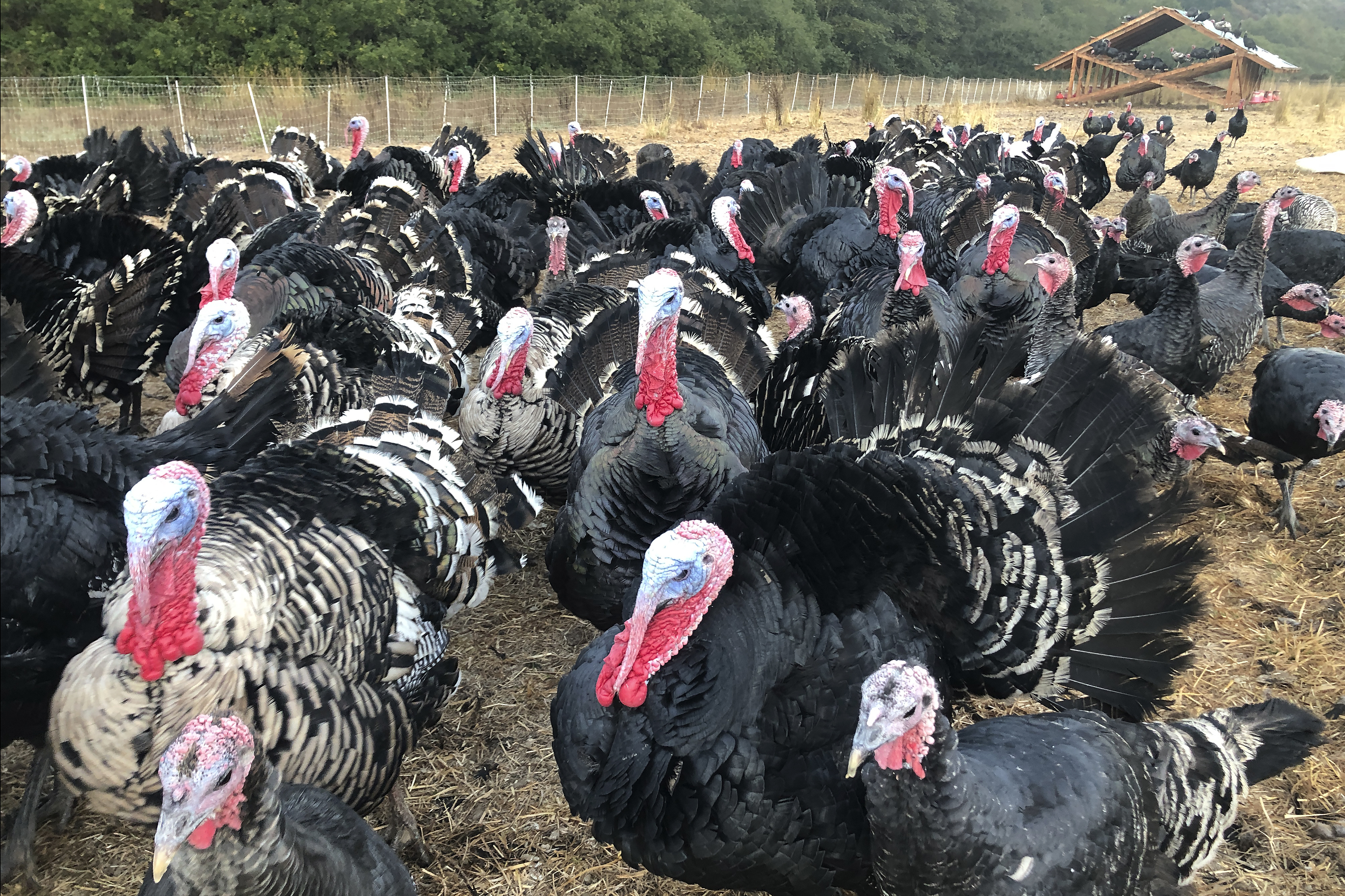turkey farm google meet background