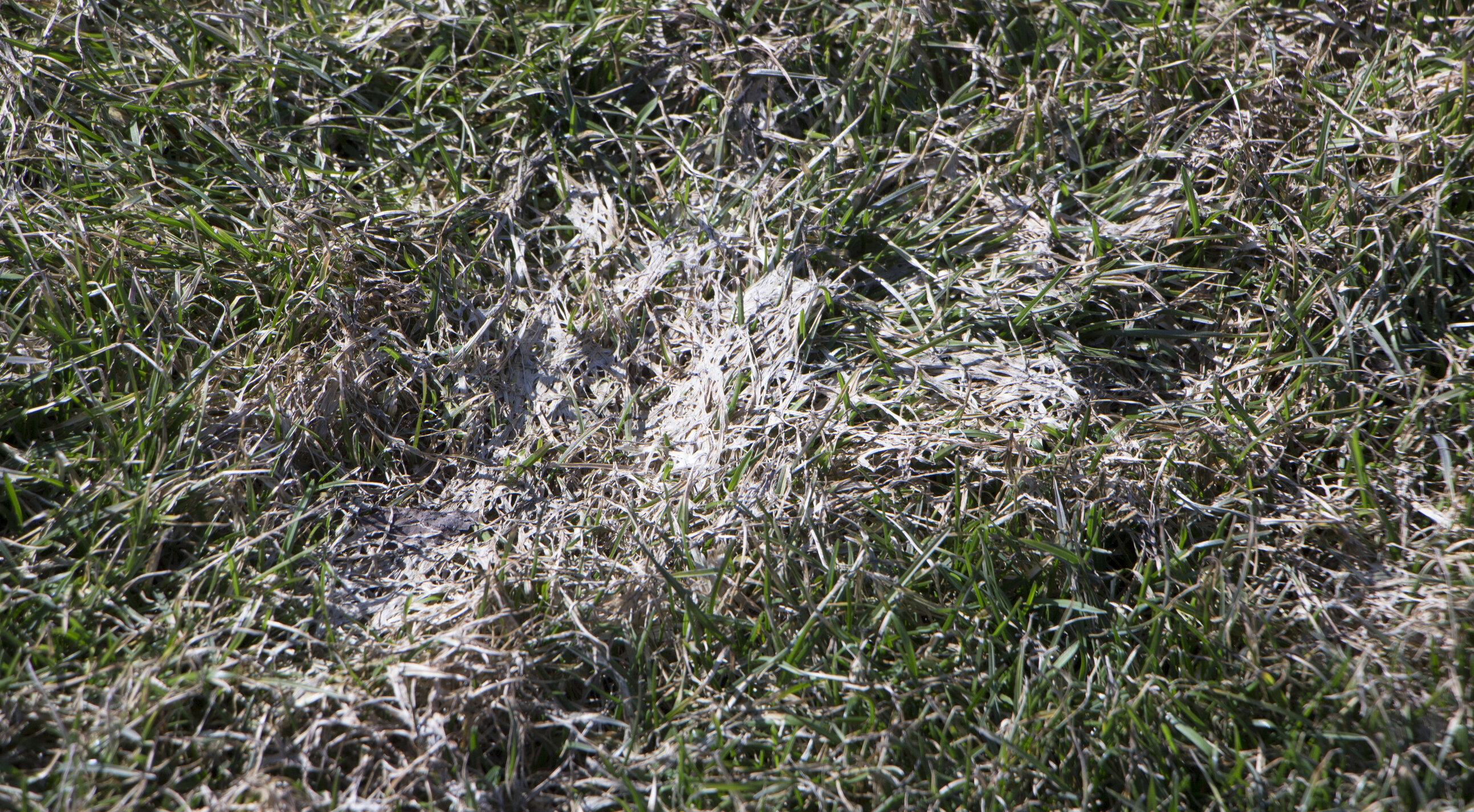 Grass affected by snow mold
