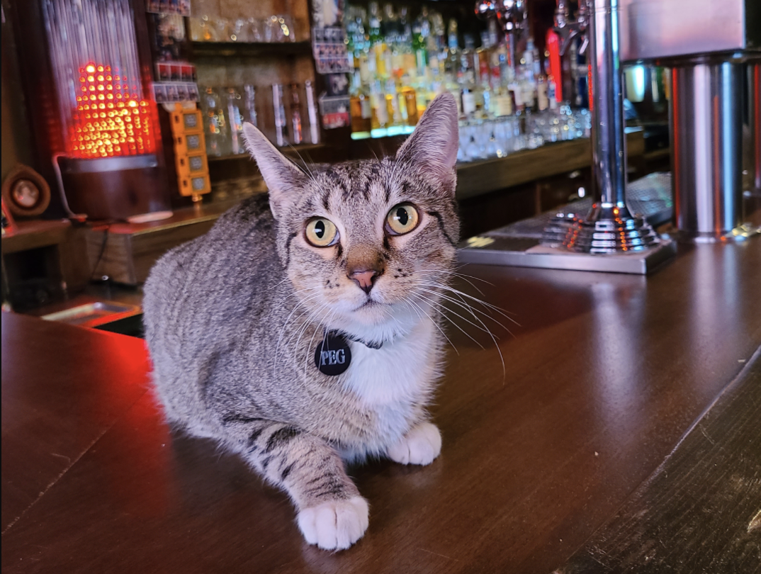 A tabby cat with yellow eyes and a collar tag that reads “Peg” sits atop a wooden bar.