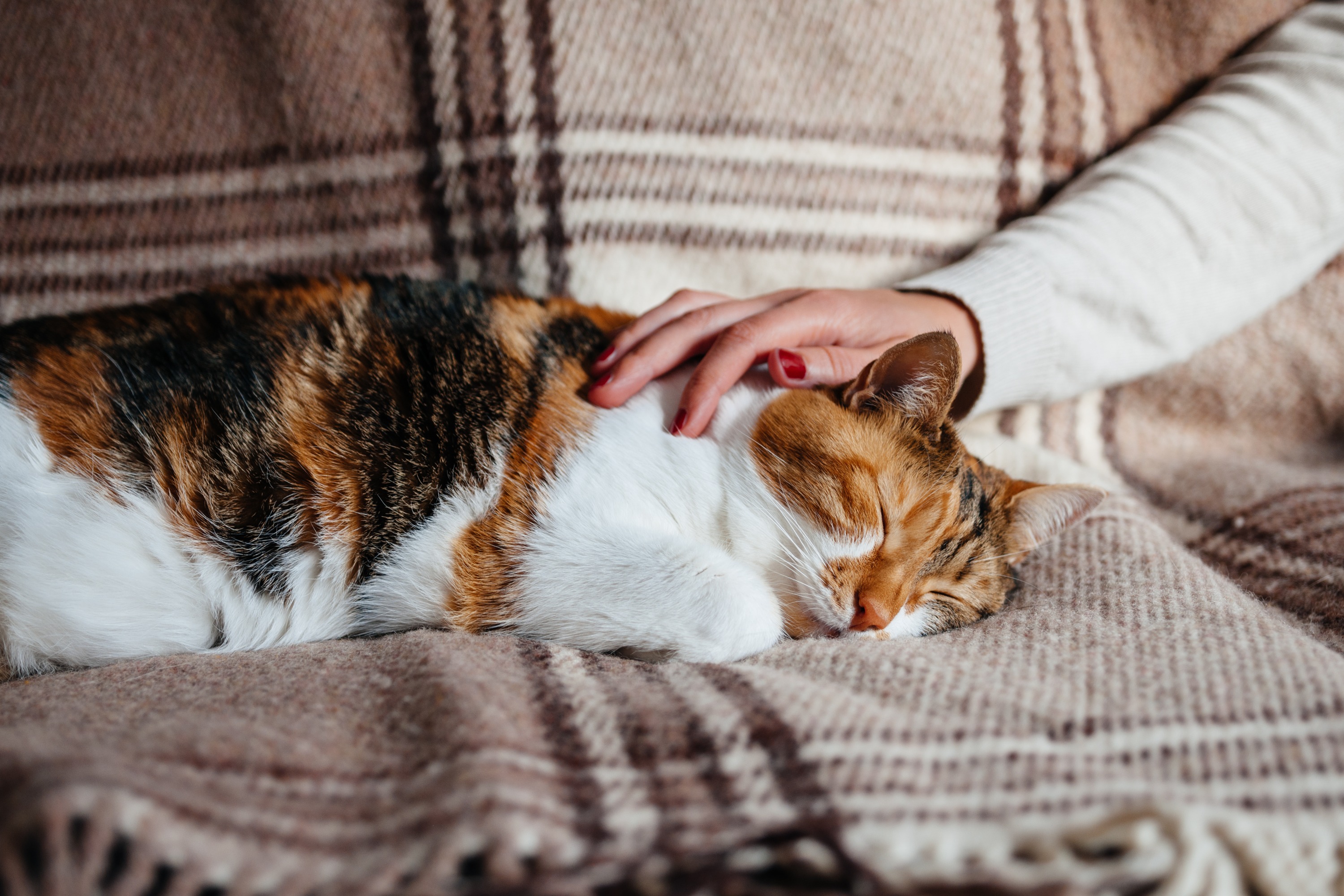 A woman wearing a cream sweater and red nail polish pets a calico cat with orange, black, and white markings on a brown plaid blanket.