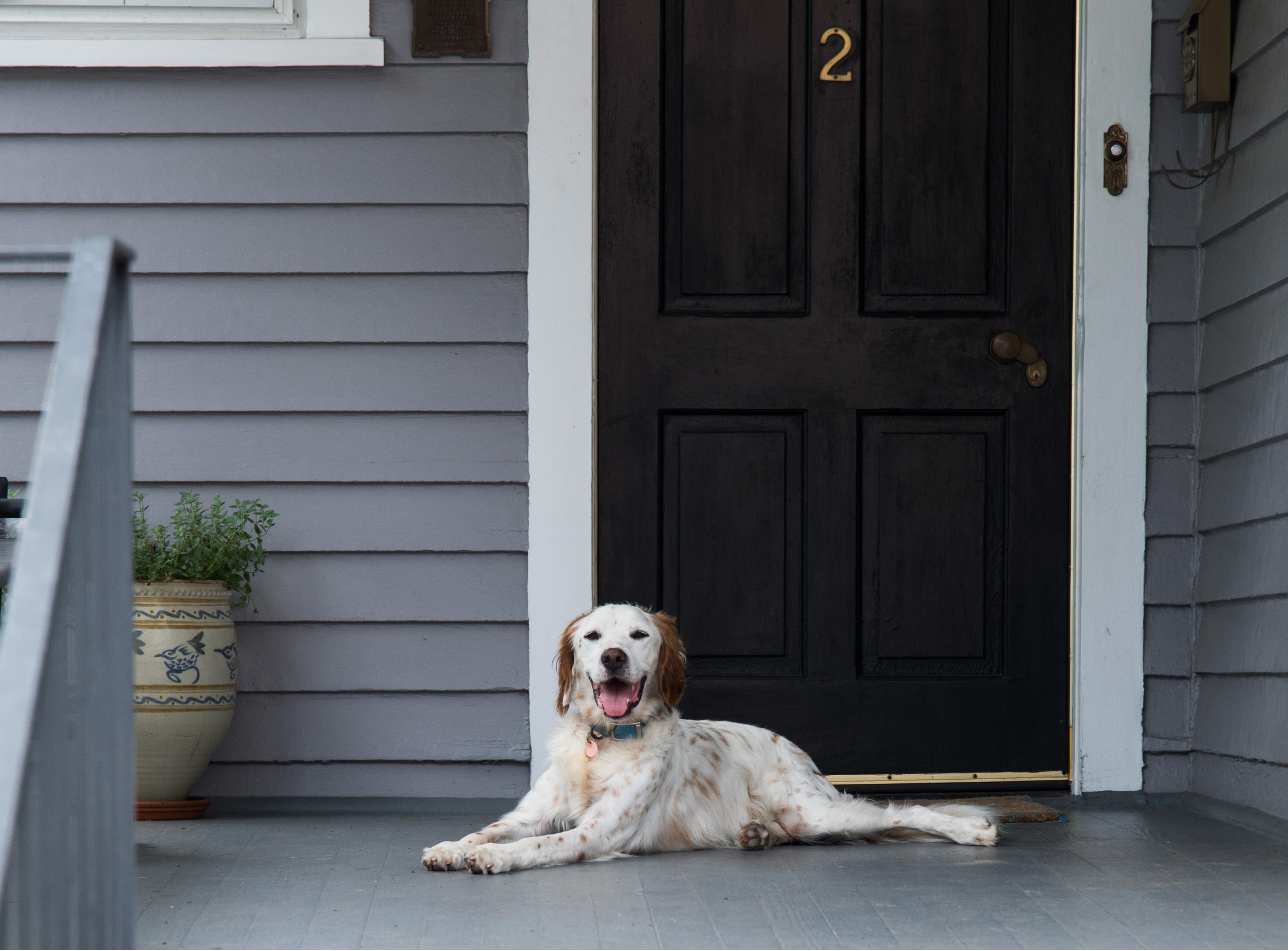 A white dog sits on a gray front porch by a black door and light brown planter.