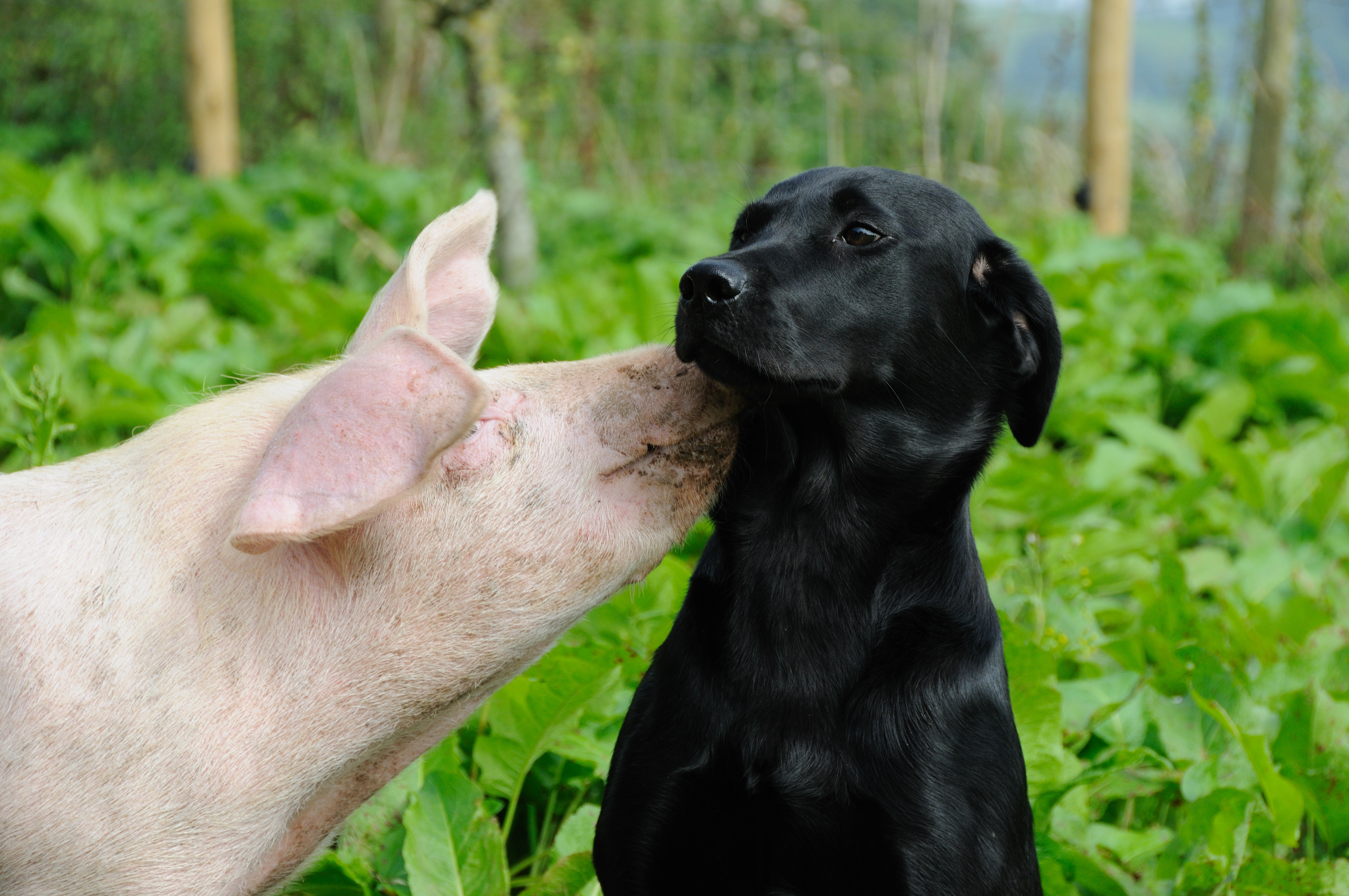 A pig kissing a black Labrador outdoors.