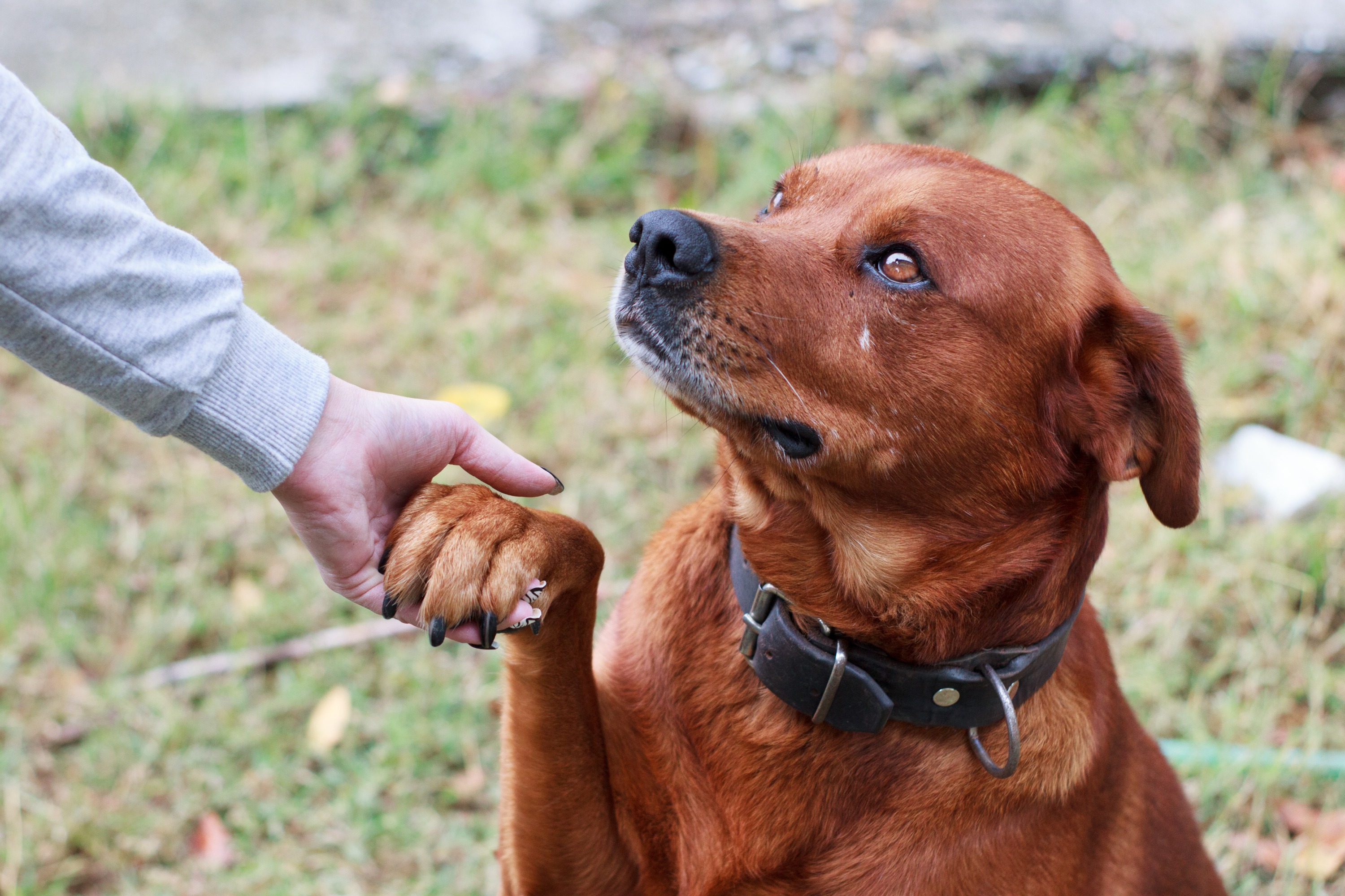 A brown-reddish dog with a black nose and black collar holds up his paw to his owner’s hand who is wearing a gray shirt.