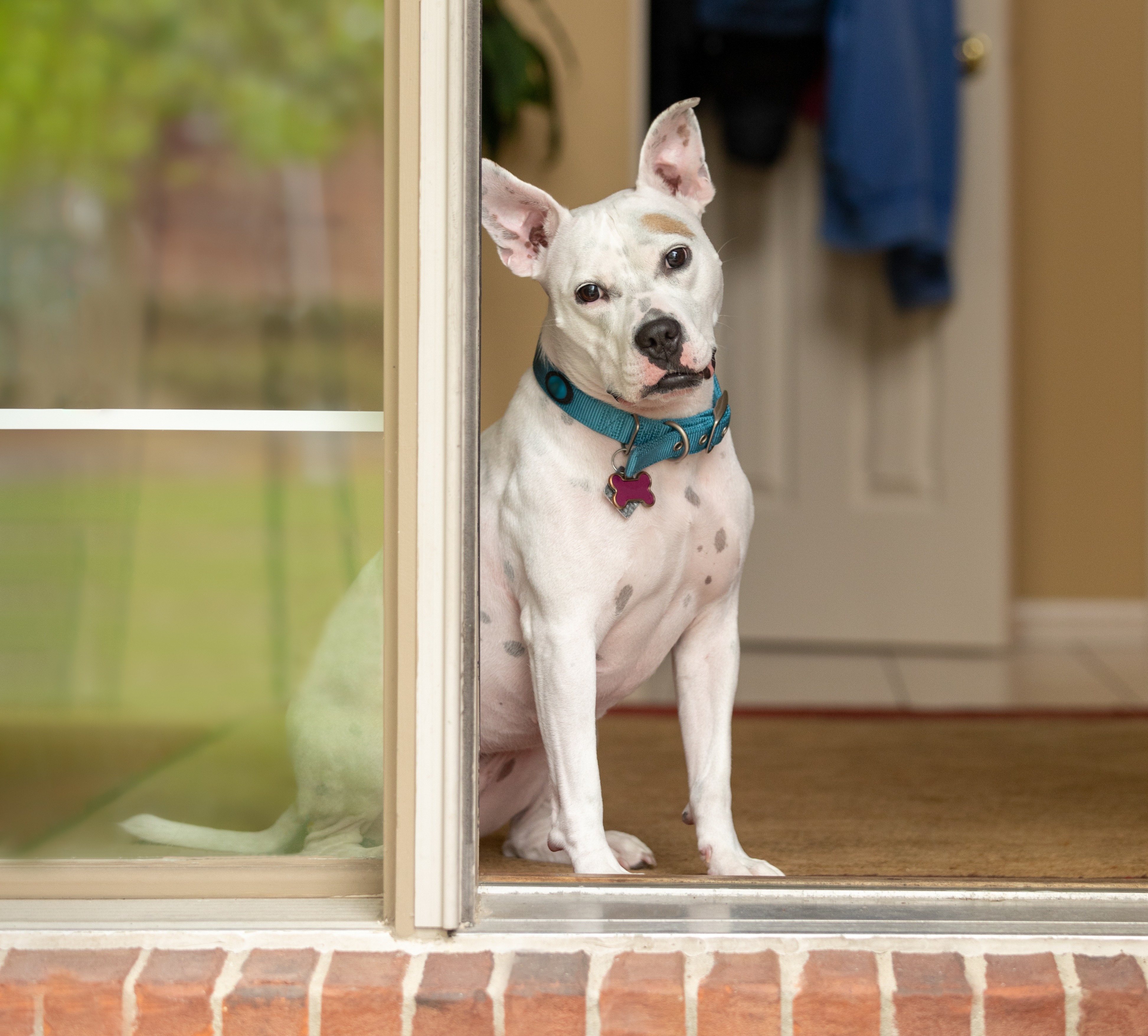A white pitbull mix with cropped ears, blue collar, and pink bone-shaped tag sits in a doorway of a home with her head tilted.