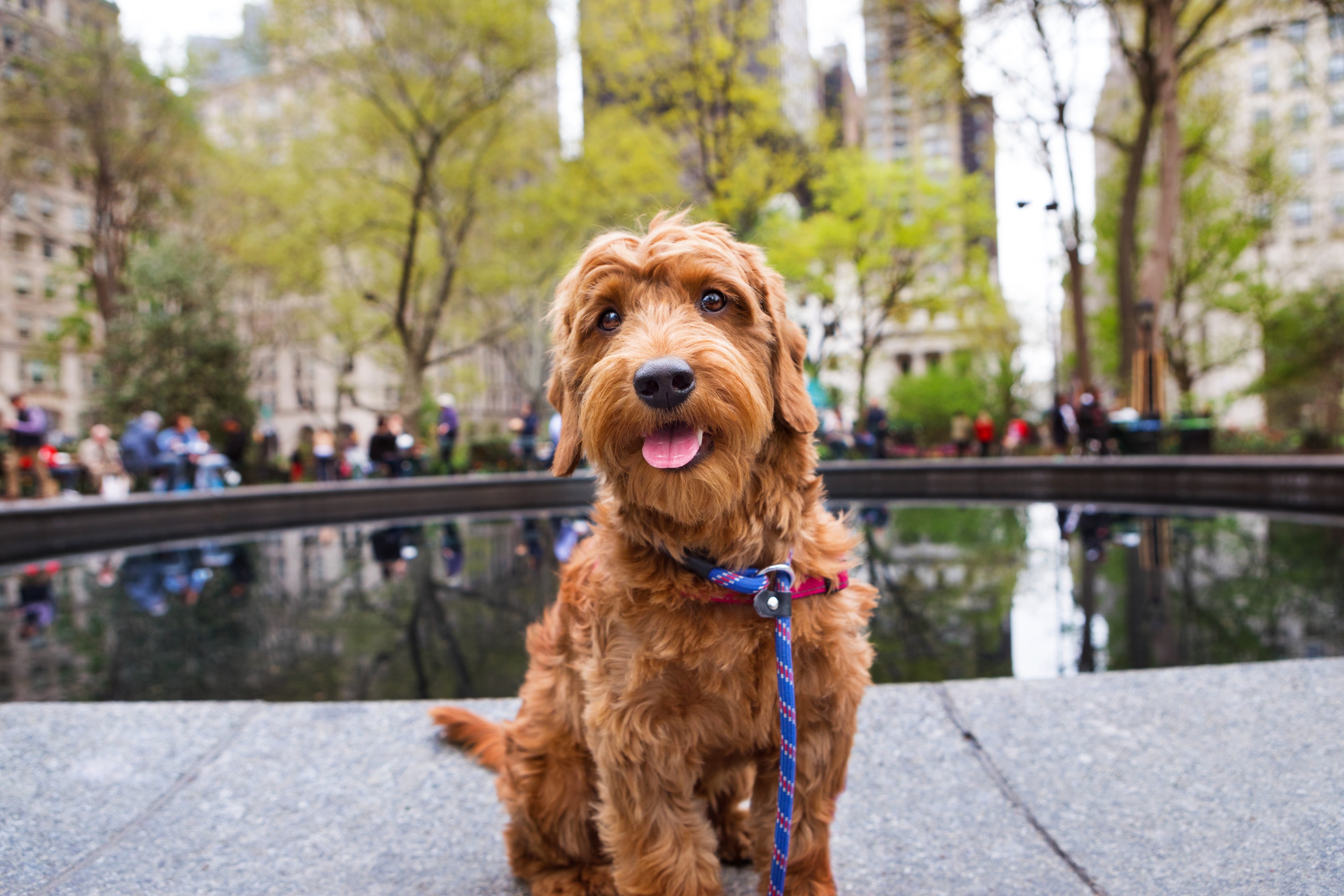 A light brown dog with curly hair and blue leash sits with a fountain behind him in New York City.