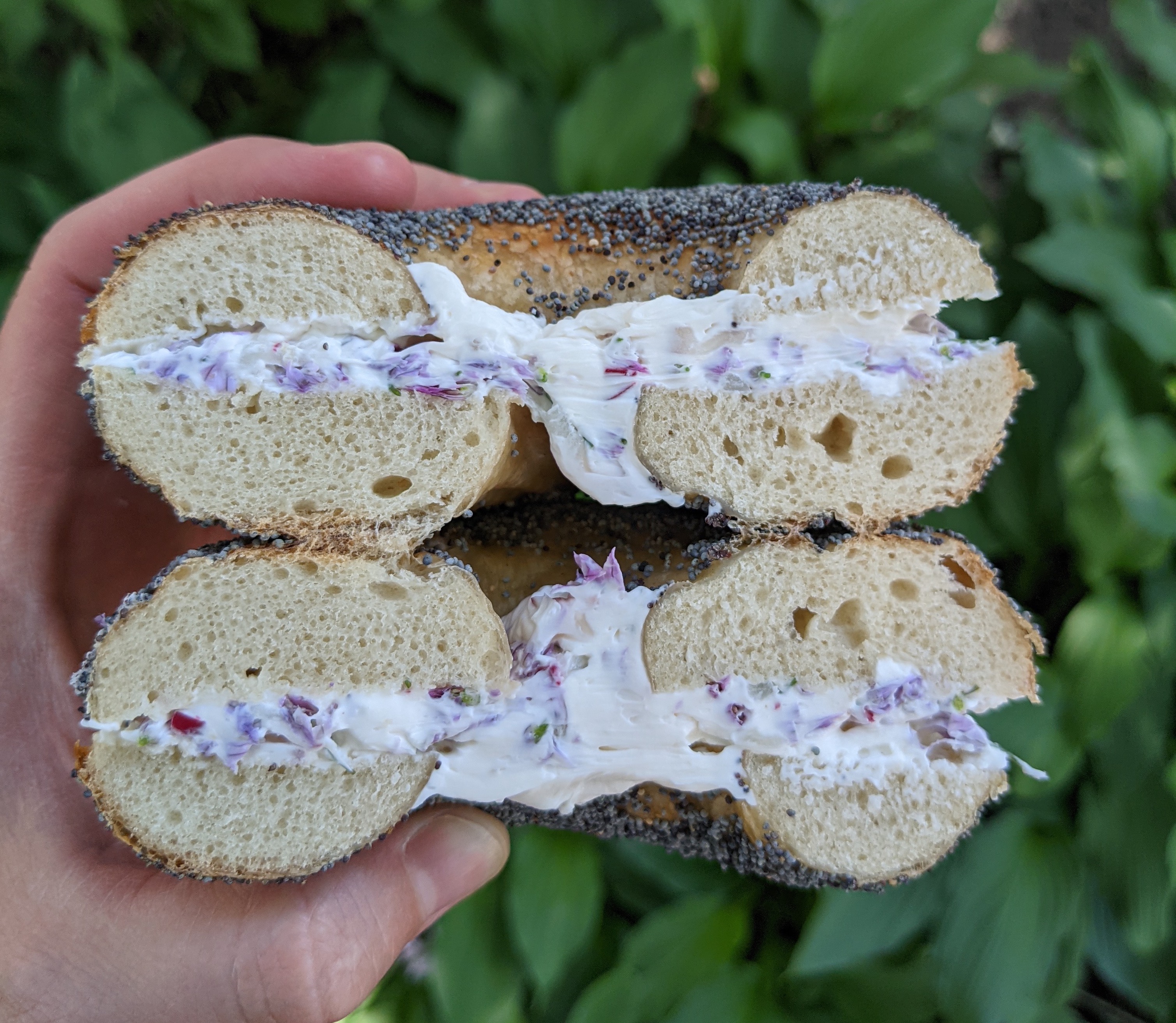 A hand holding a poppyseed bagel cut in half with chive blossom and radish cream cheese.  